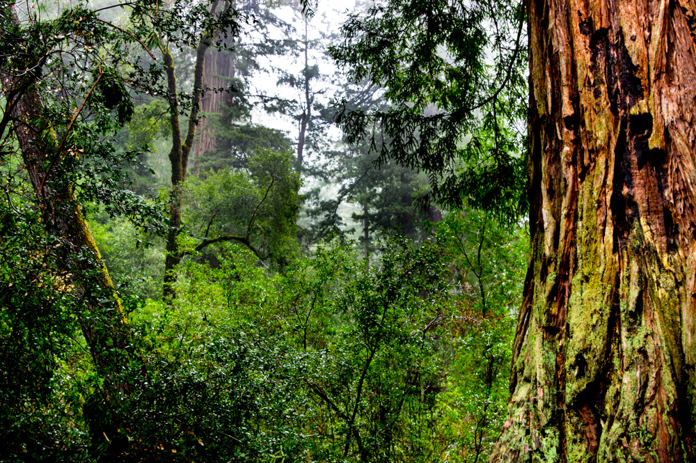 Pentax K-3 sample photo. Pentax kbig basin edited photography