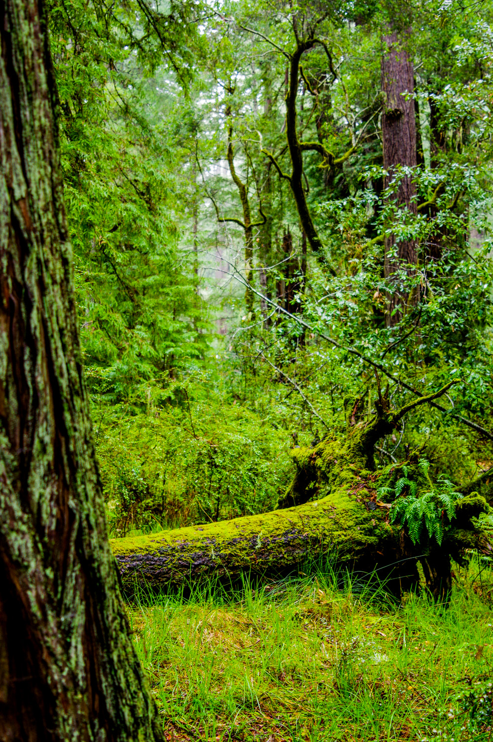 Pentax K-3 sample photo. Pentax kbig basin edited photography