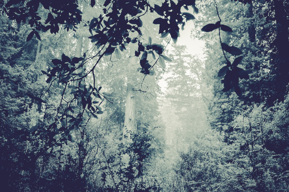 Pentax K-3 sample photo. Pentax kbig basin edited photography