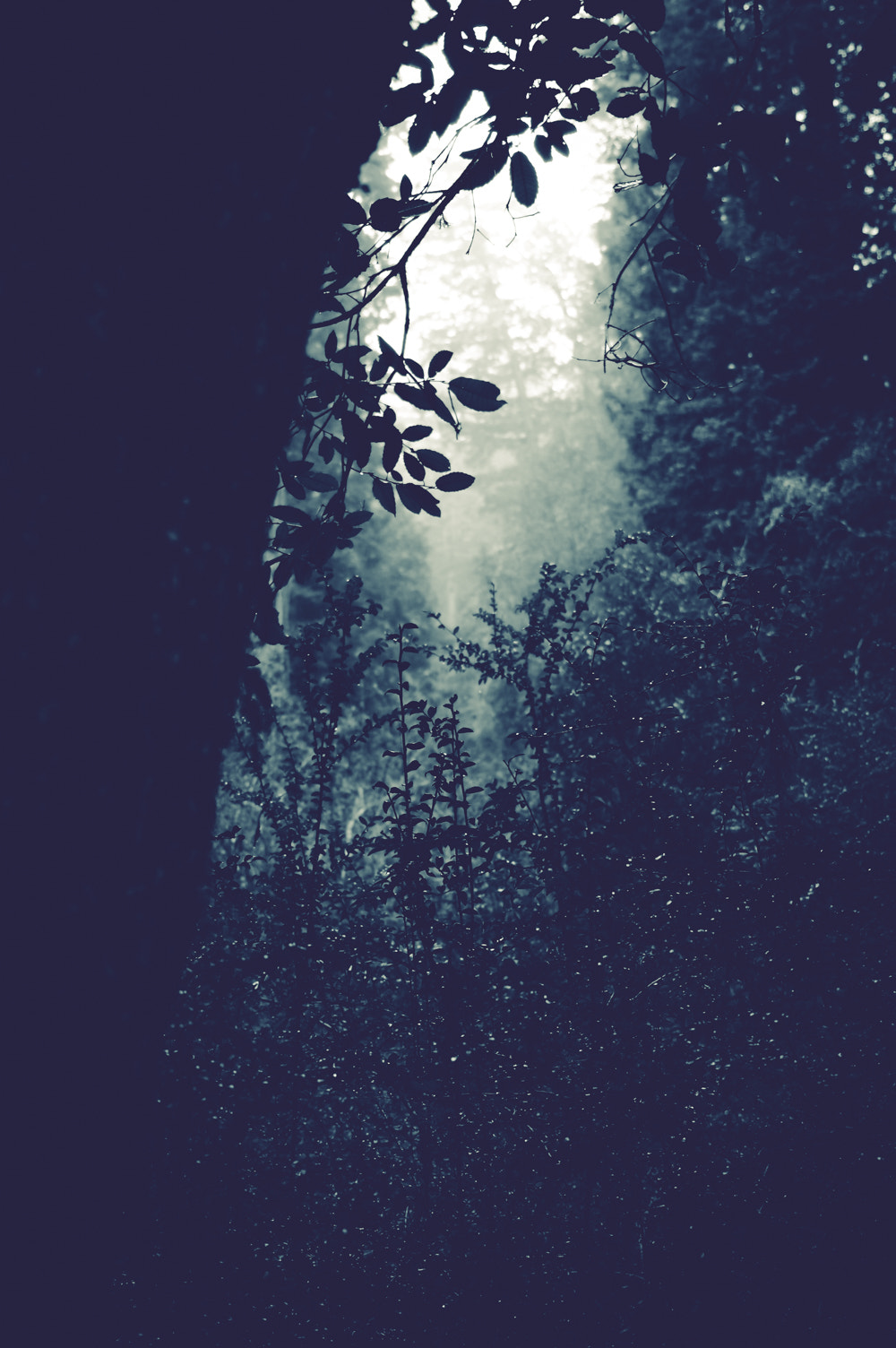 Pentax K-3 sample photo. Pentax kbig basin edited photography