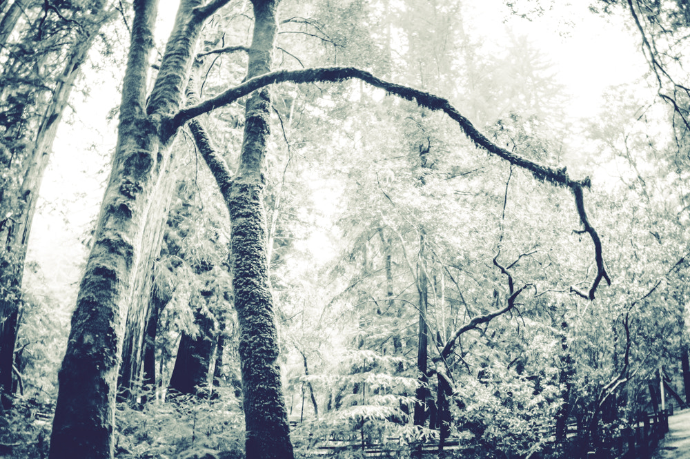 Pentax K-3 sample photo. Pentax kbig basin edited photography