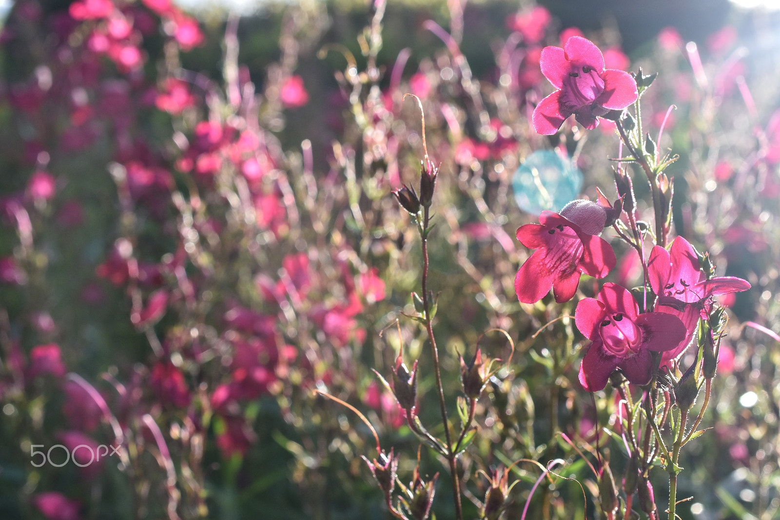 Nikon AF-S DX Micro Nikkor 40mm F2.8 sample photo. Evening light photography