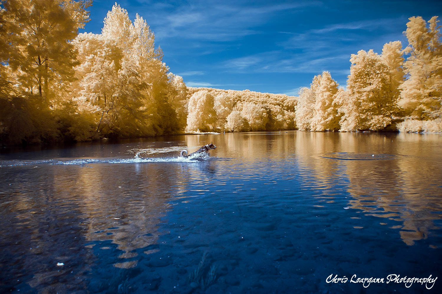 Canon EOS 40D sample photo. River dog at play photography