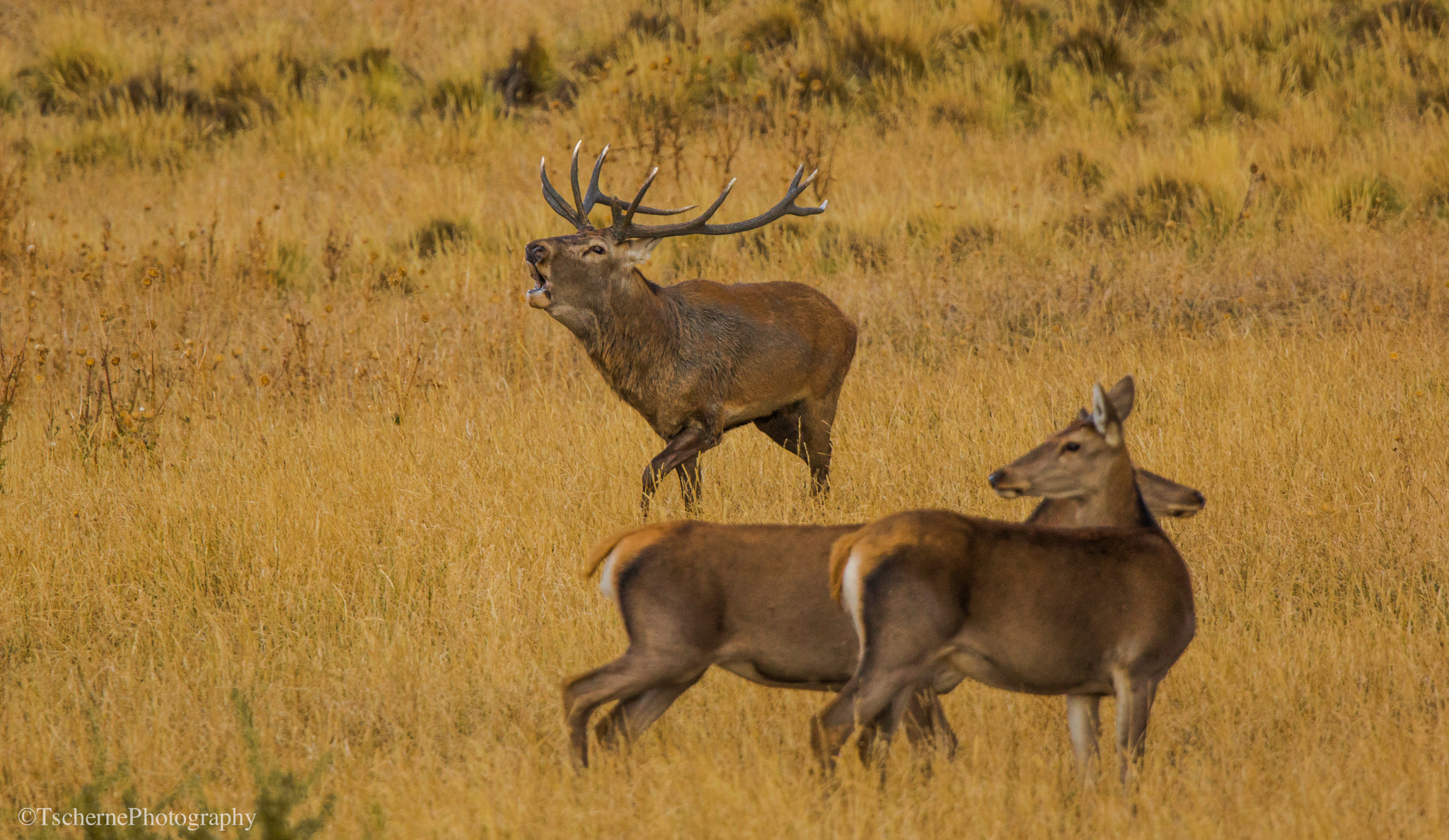 Sony 70-400mm F4-5.6 G SSM sample photo. -for da love of da game- photography