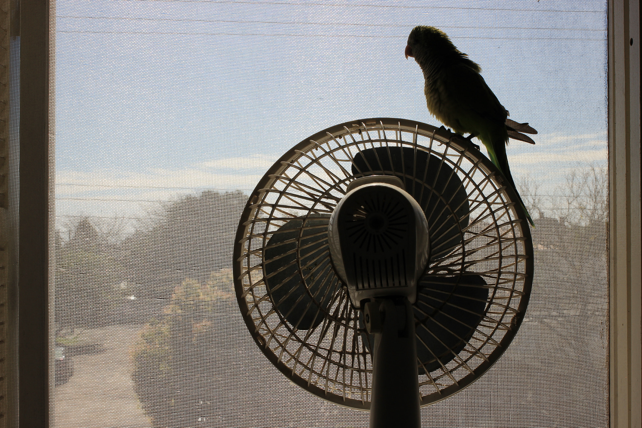 Canon EF 40mm F2.8 STM sample photo. Angry bird photography