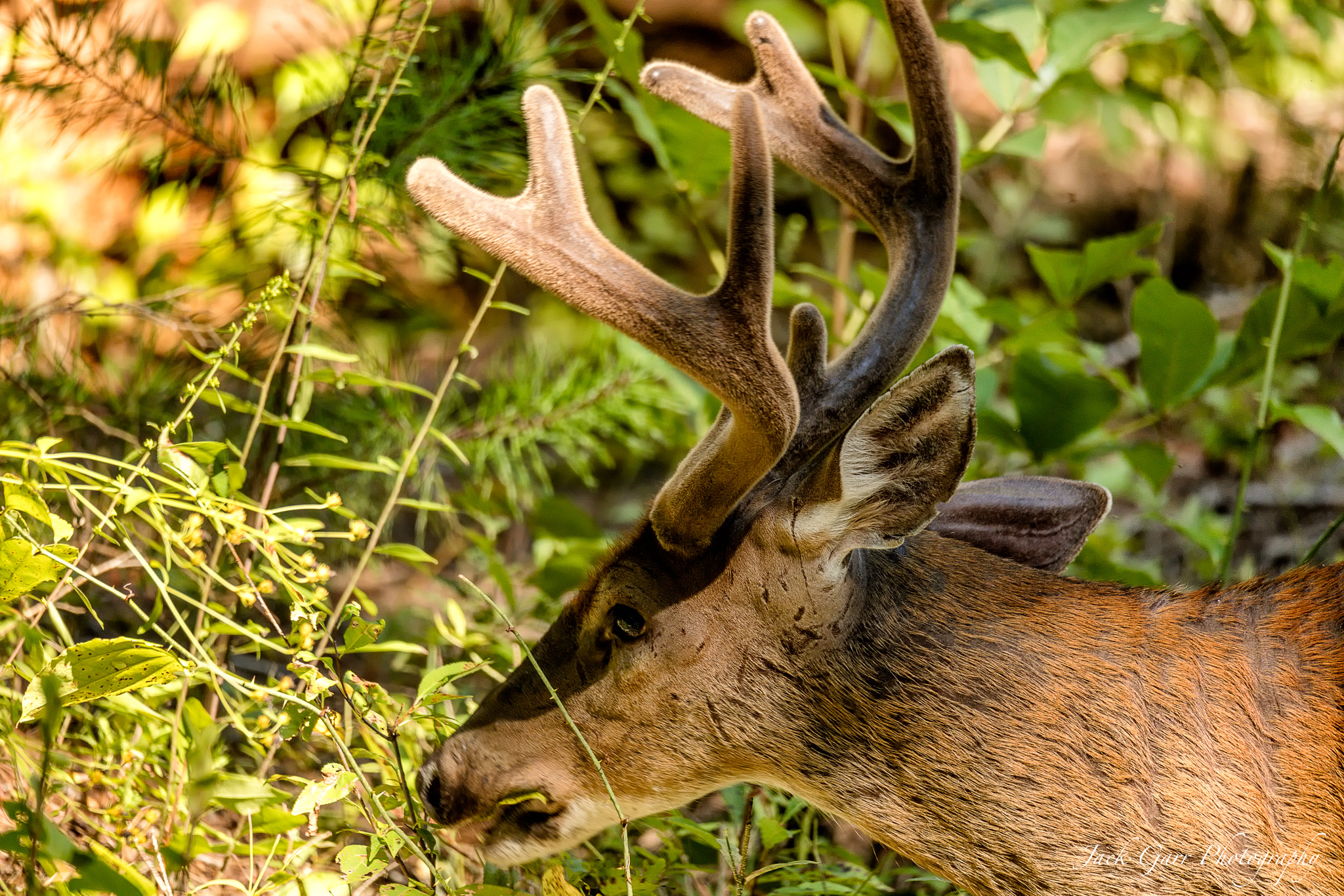 150-600mm F5-6.3 DG OS HSM | Sports 014 sample photo. Buck deer feeding photography