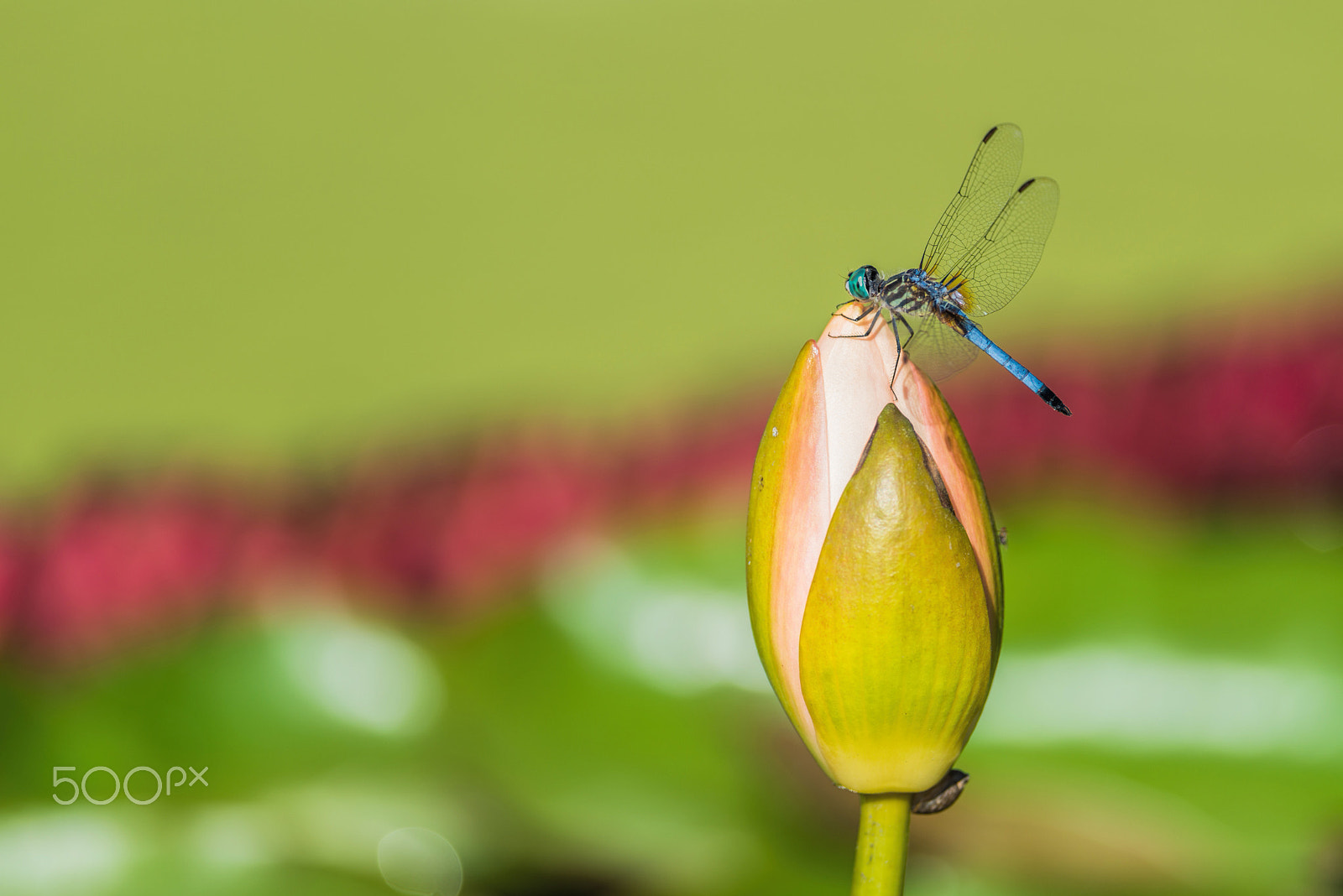 Nikon D800E + Nikon AF-S Nikkor 300mm F4D ED-IF sample photo. Dragon bud photography