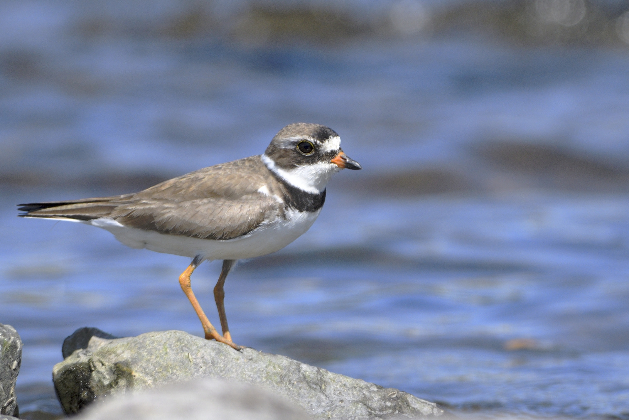 Nikon AF-S Nikkor 300mm F2.8G ED-IF VR sample photo. Semipalmated plover photography