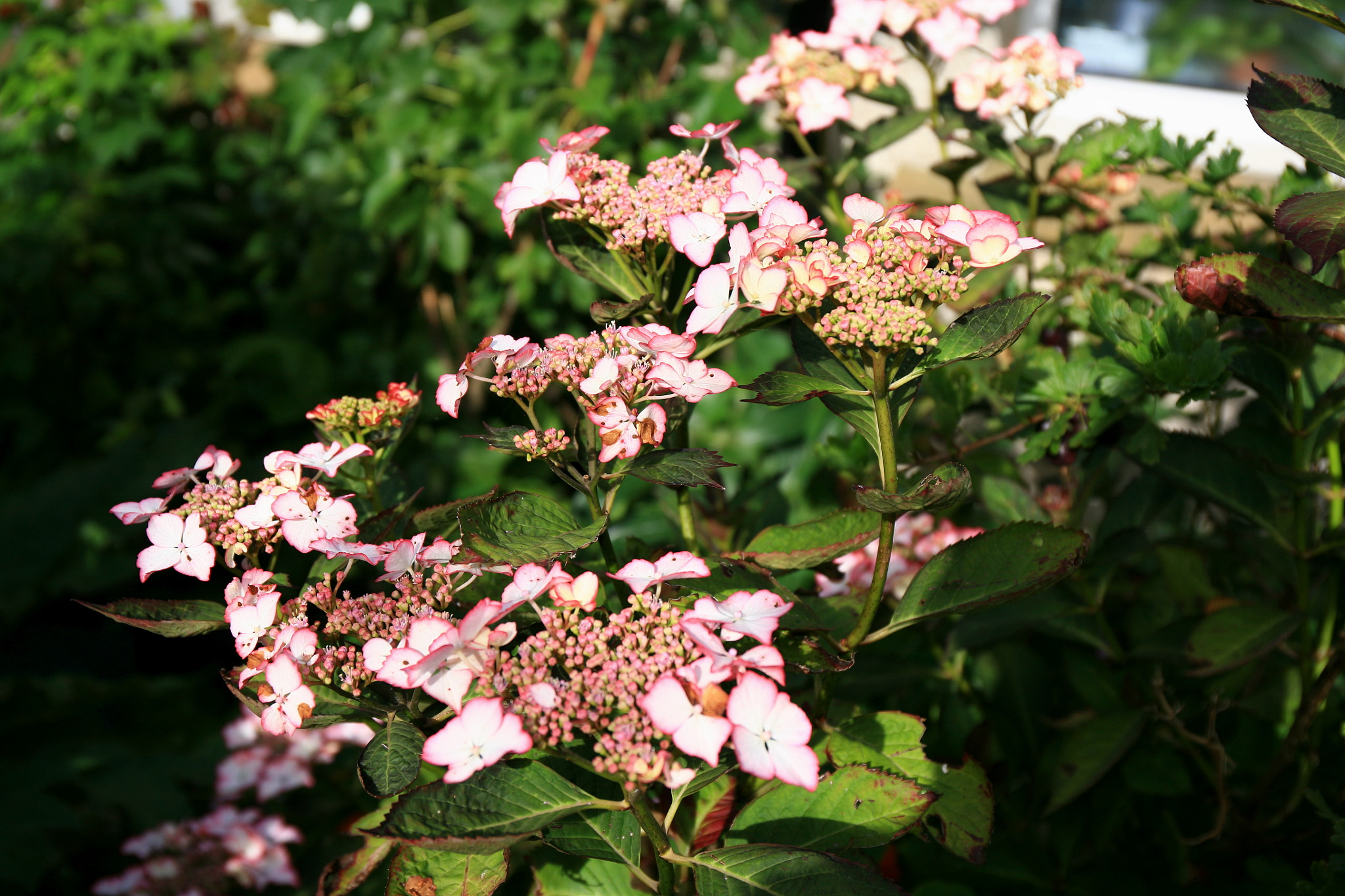 Canon EF 24-70mm F4L IS USM sample photo. Hydrangea love you kisses photography