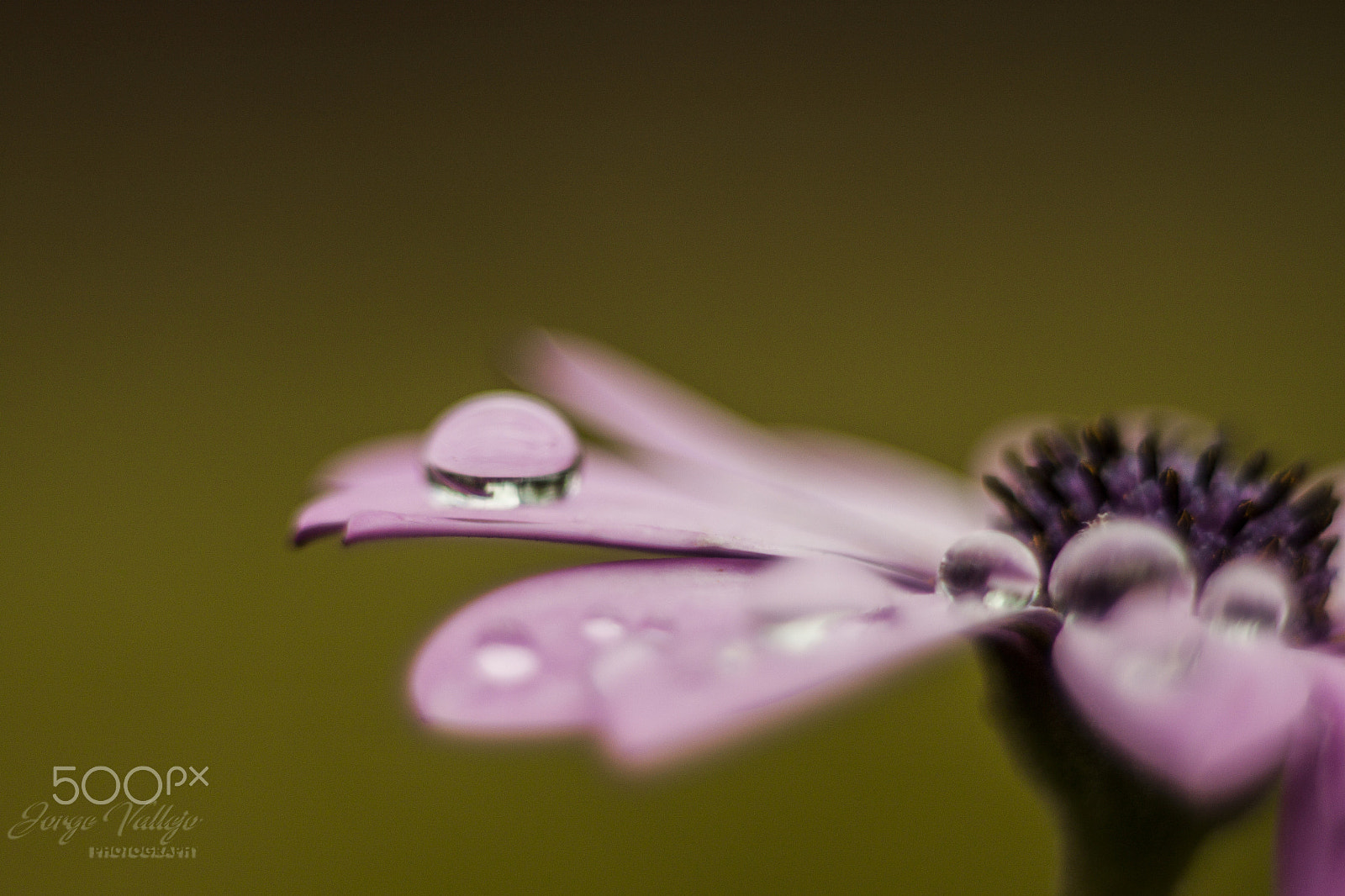 Canon EF 35-80mm f/4-5.6 sample photo. Equilibrio photography