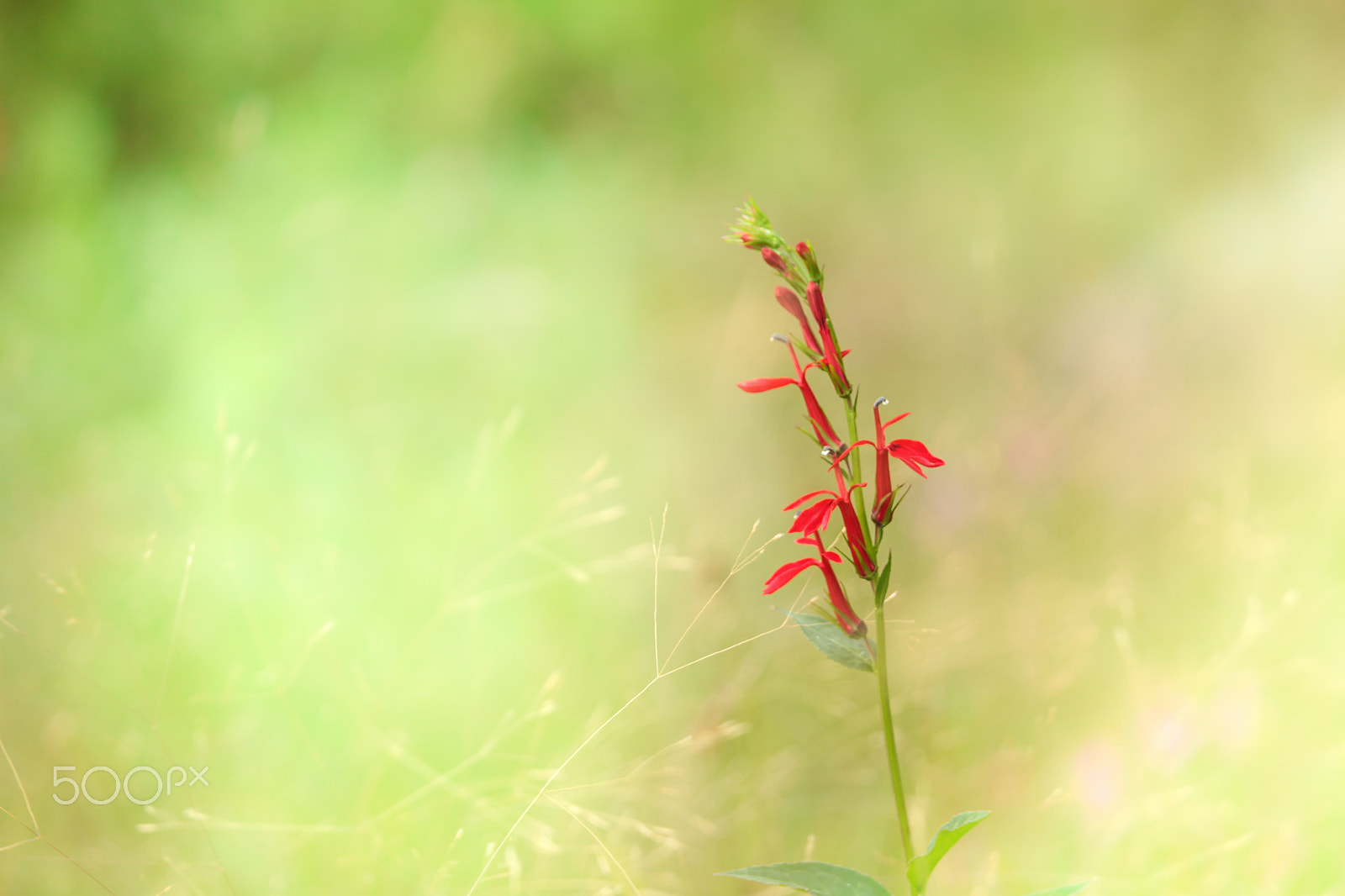 Canon EOS 500D (EOS Rebel T1i / EOS Kiss X3) sample photo. Hummingbird attraction photography