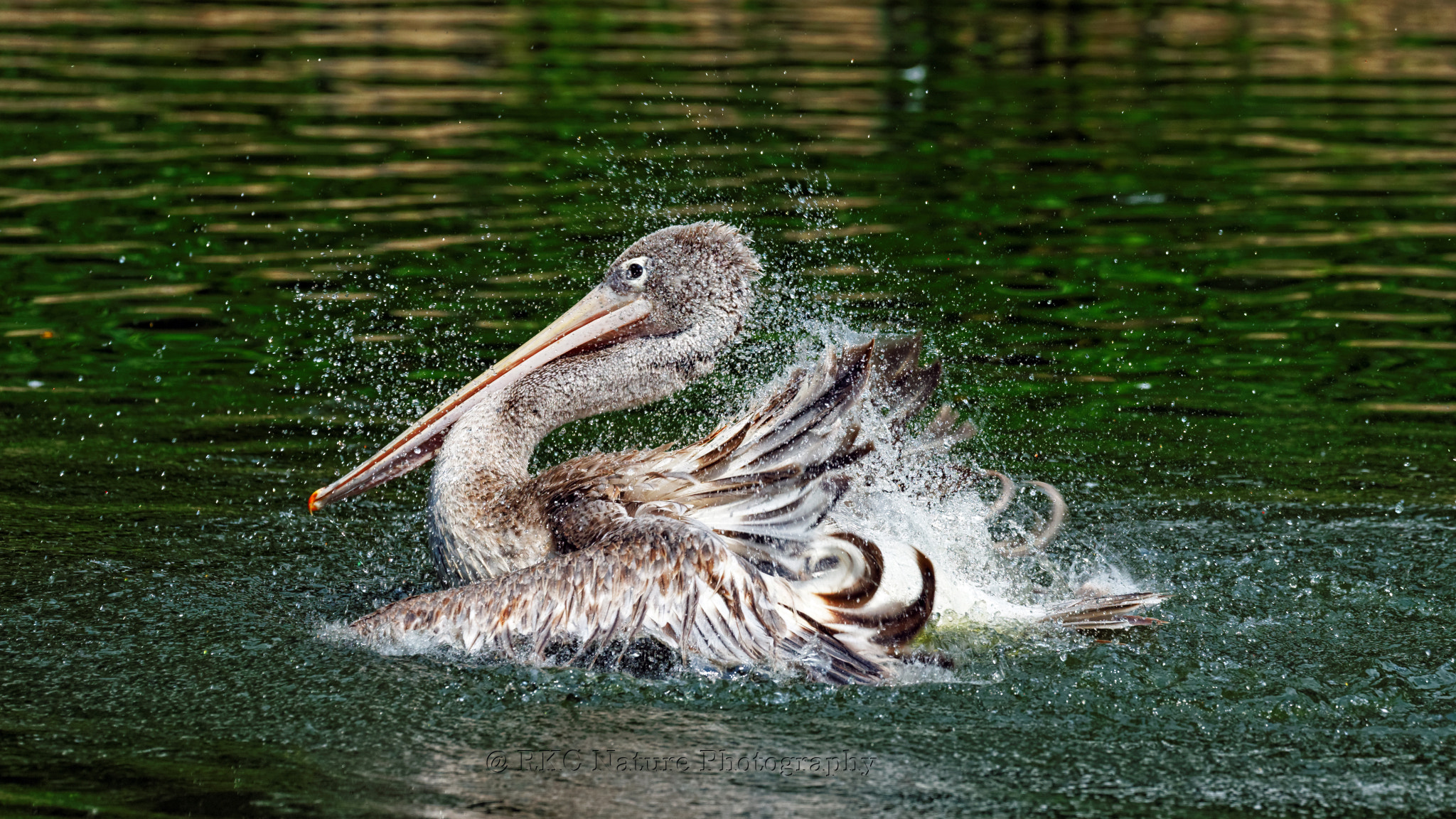 Tamron SP 150-600mm F5-6.3 Di VC USD sample photo. Brown pelican photography