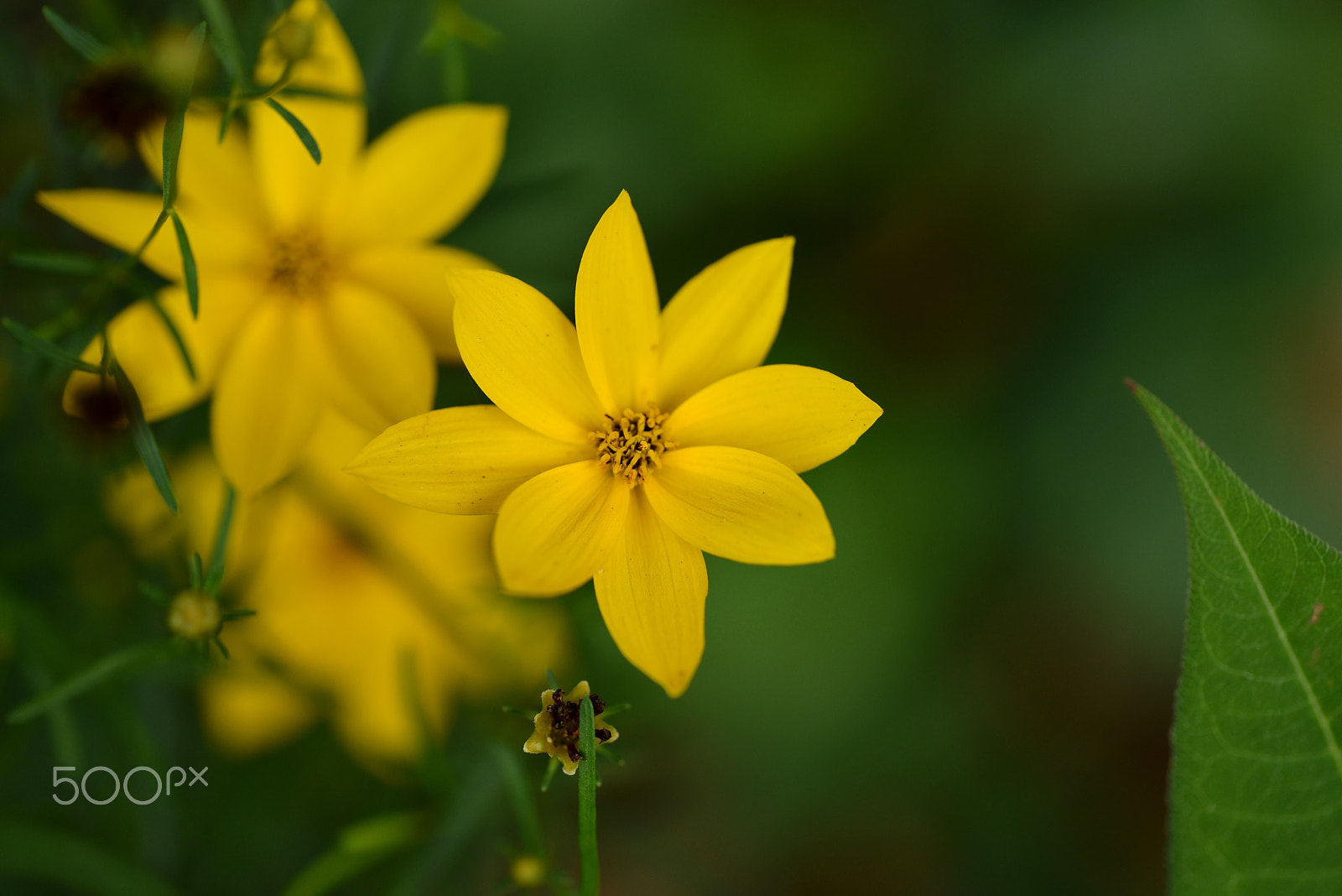 Nikon D600 sample photo. Beautiful yellow photography