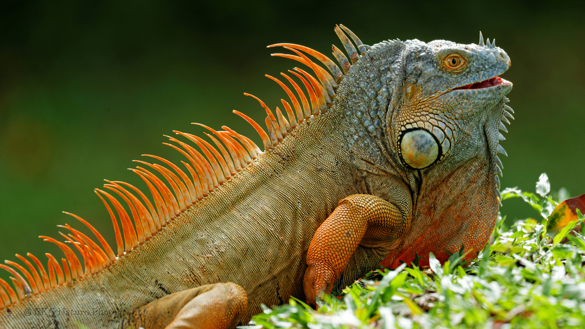 Tamron SP 150-600mm F5-6.3 Di VC USD sample photo. Green iguana photography