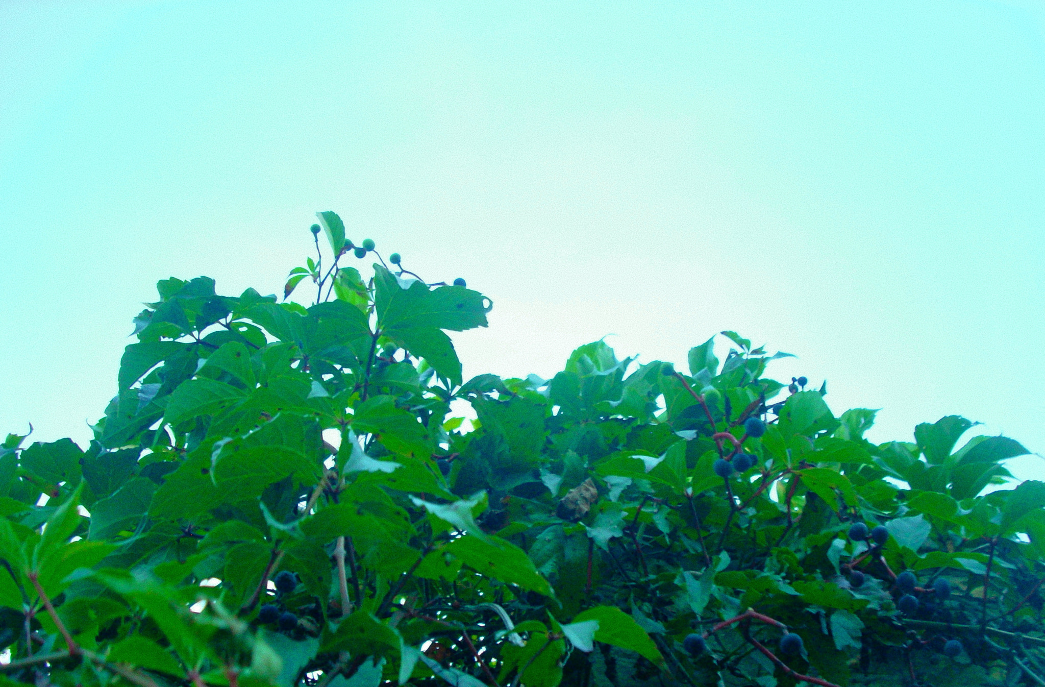 Nikon COOLPIX L11 sample photo. Vines photography