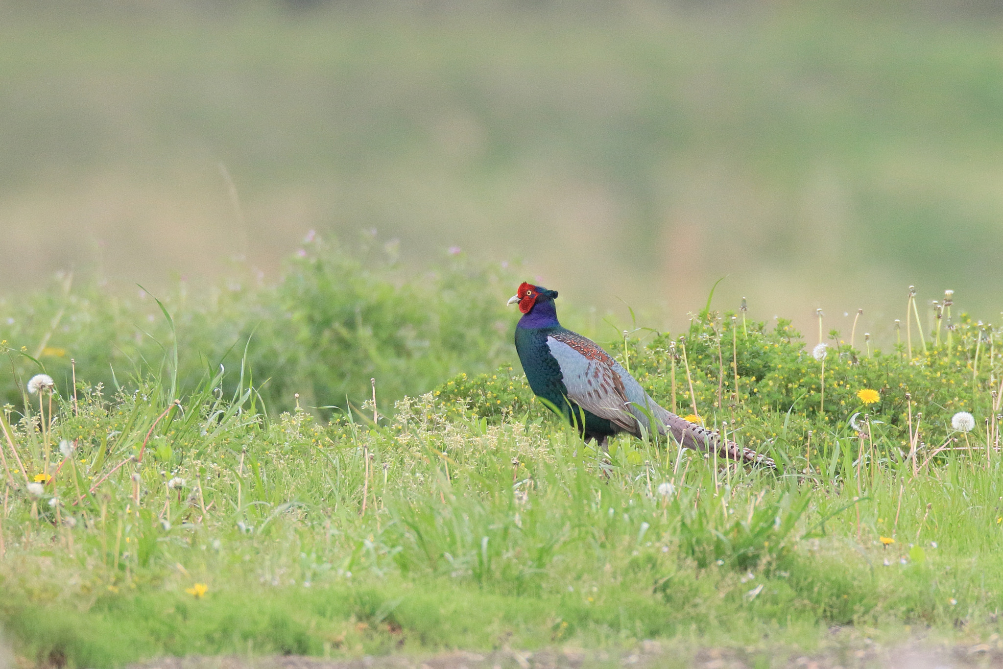 Canon EF 800mm F5.6L IS USM sample photo. キジ ポーズ− photography