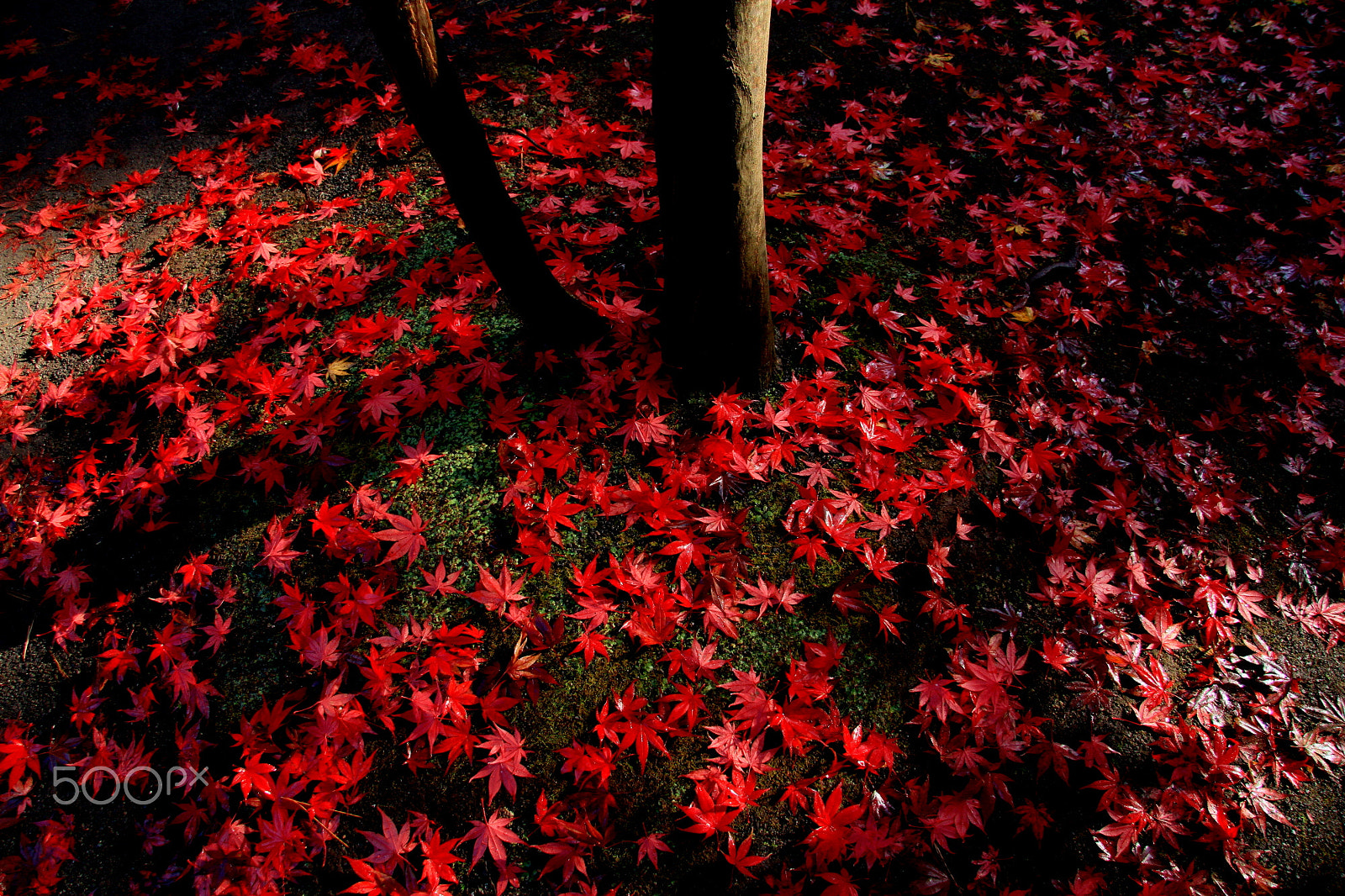 Canon EF-S 17-85mm F4-5.6 IS USM sample photo. Fallin leaves in red photography