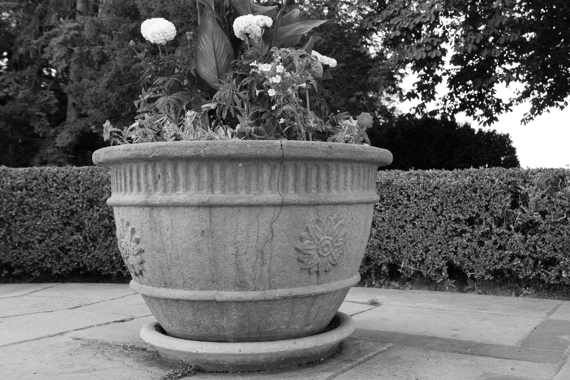 Canon EF-S 17-55mm F2.8 IS USM sample photo. Flower pot photography