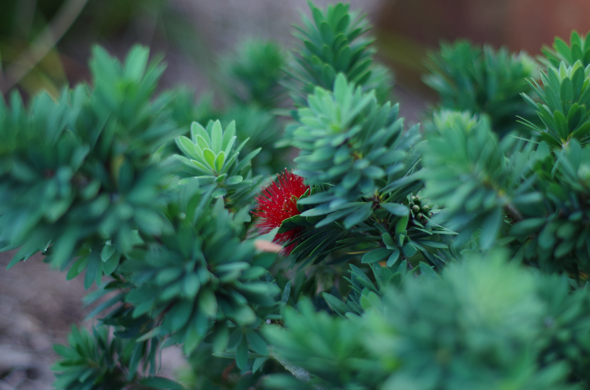 Pentax K-50 + A Series Lens sample photo. Apartment photography