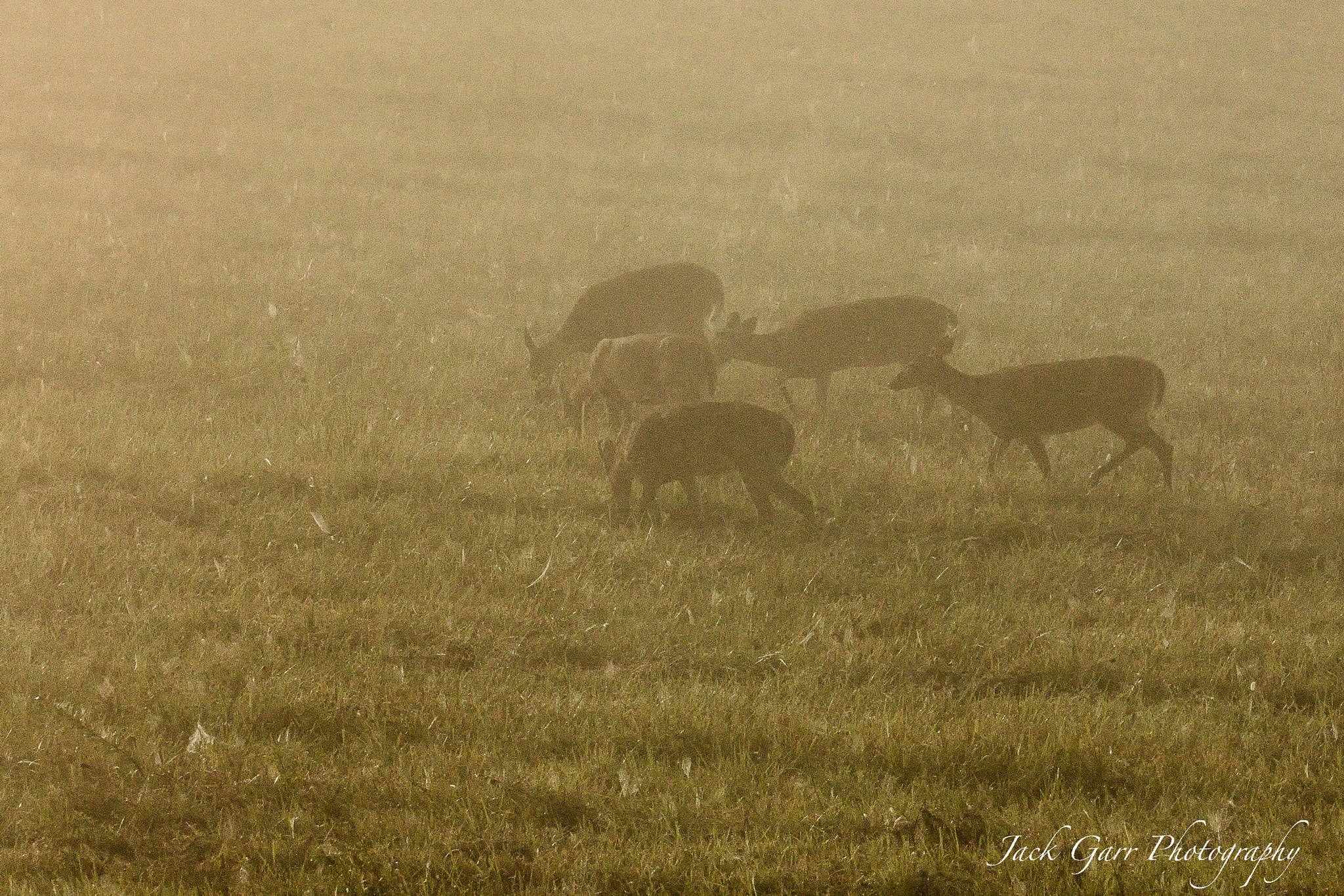 Canon EOS 5DS + 150-600mm F5-6.3 DG OS HSM | Sports 014 sample photo. Deer feeding at sunrise in the fog photography