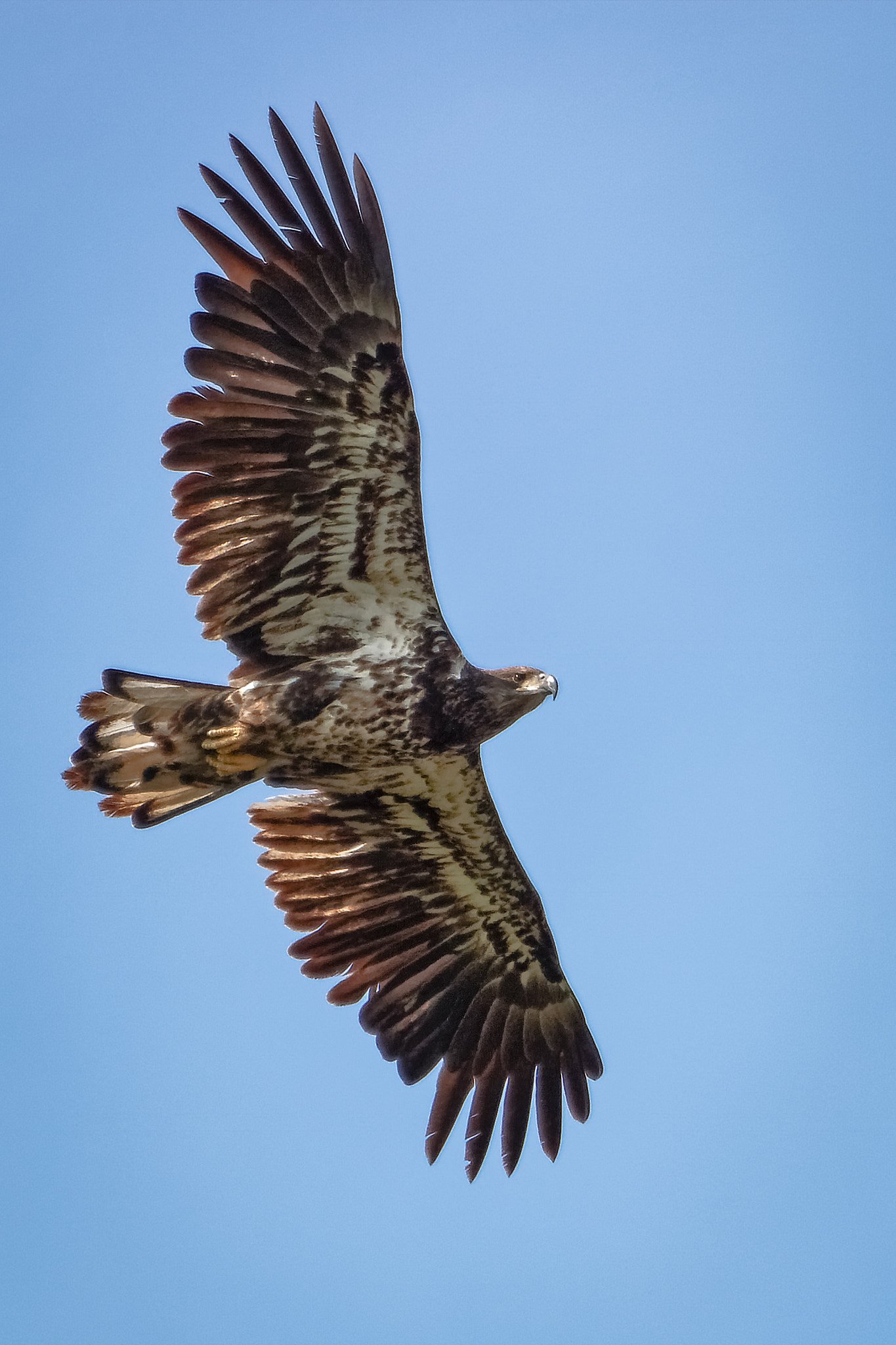 Canon EF 100-400mm F4.5-5.6L IS USM sample photo. Juvenile bald eagle photography