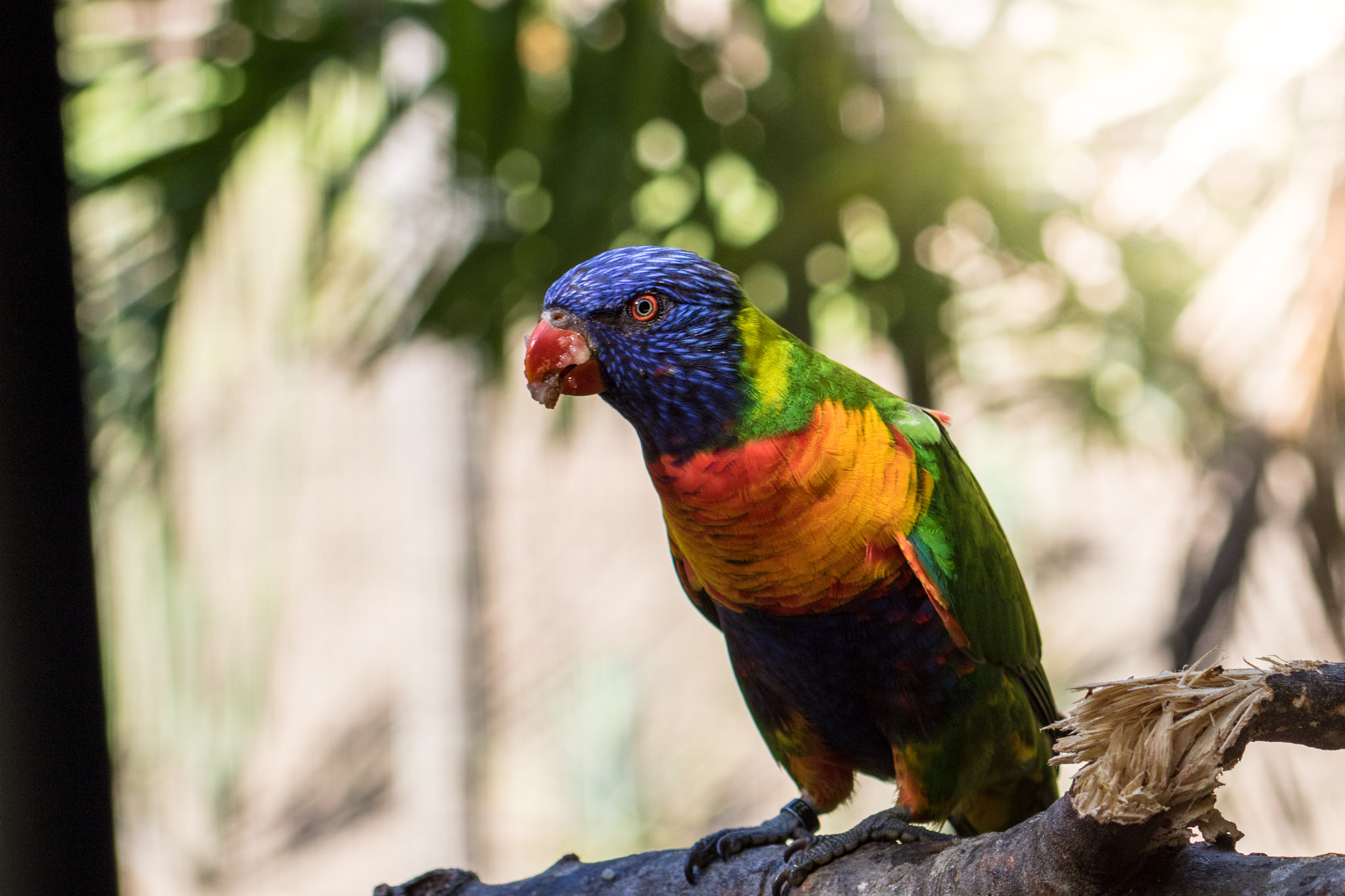 Canon EF 55-200mm F4.5-5.6 II USM sample photo. You don't mess with the colour photography