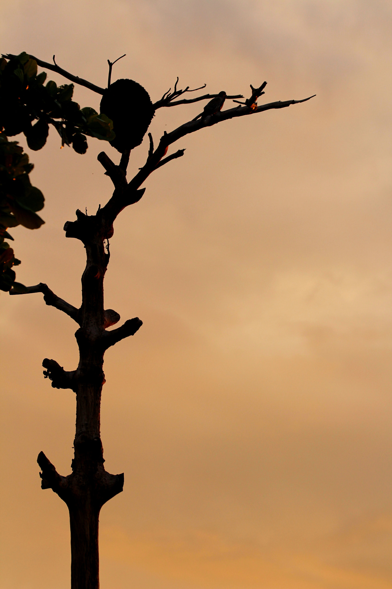 Sigma 150mm f/2.8 EX DG OS HSM APO Macro sample photo. Entardecer photography