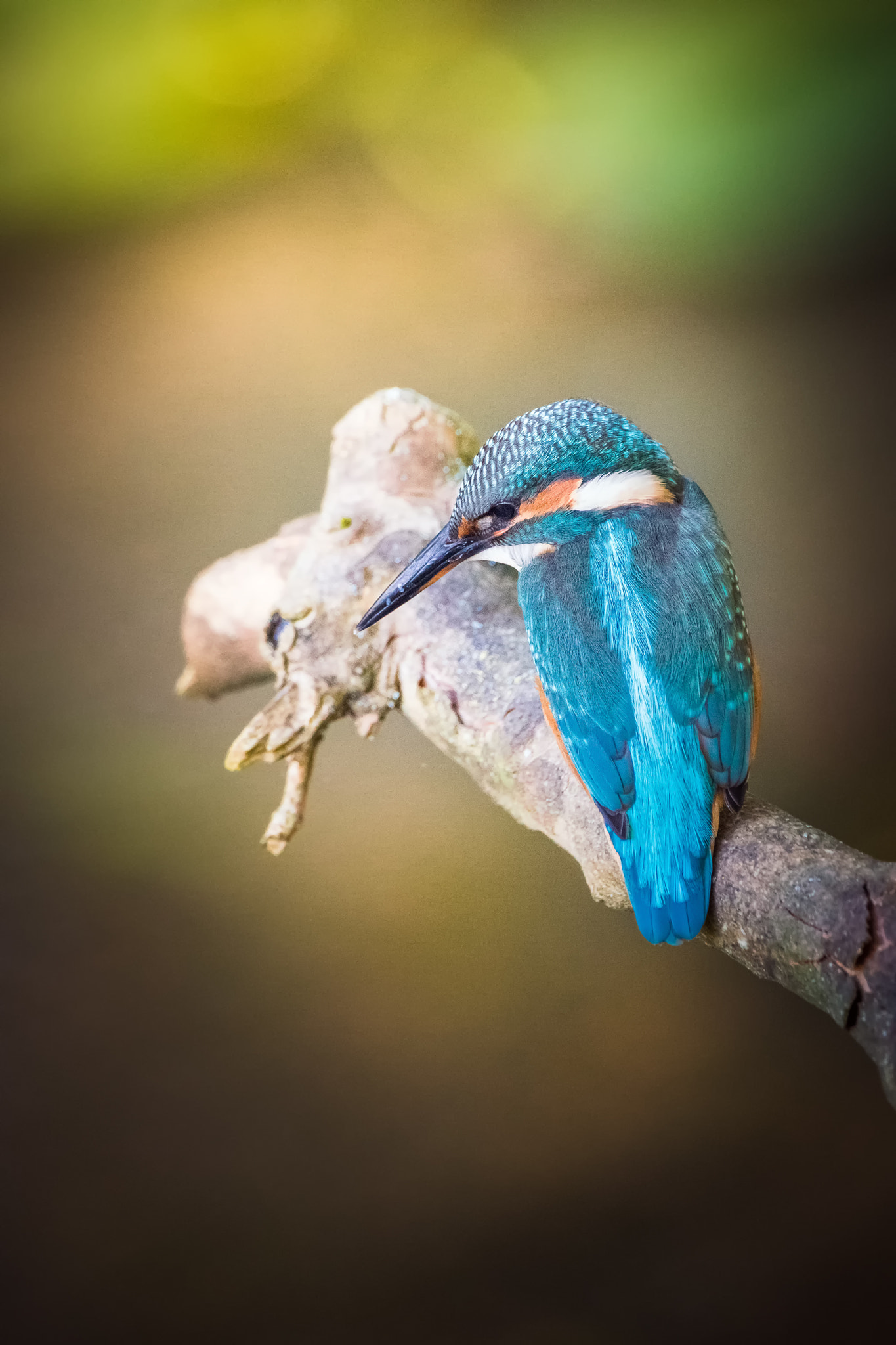 Sigma 150-600mm F5-6.3 DG OS HSM | C sample photo. Martin pêcheur photography