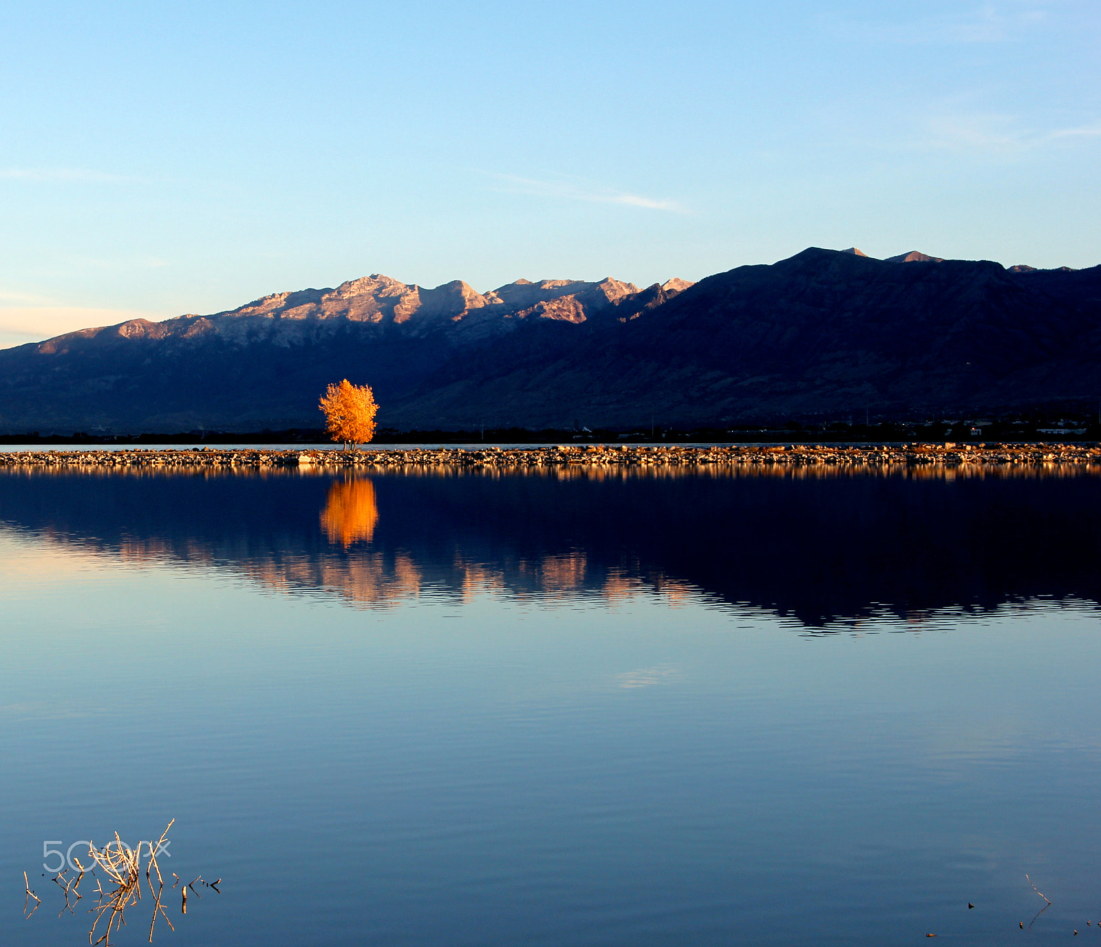 Canon EOS 60D + Canon EF-S 18-135mm F3.5-5.6 IS sample photo. Flame tree photography