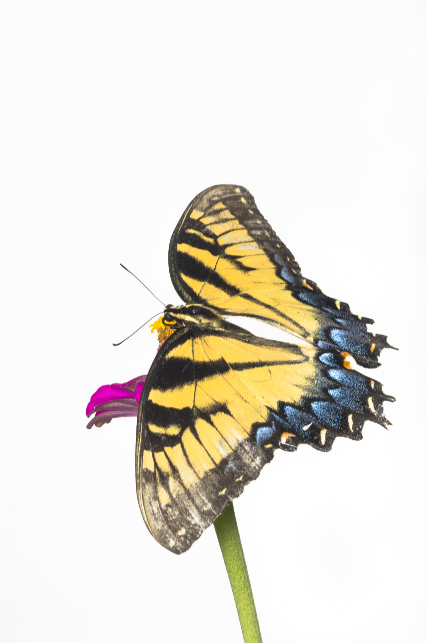 Sigma 150mm F2.8 EX DG Macro HSM sample photo. Eastern tiger swallowtail photography