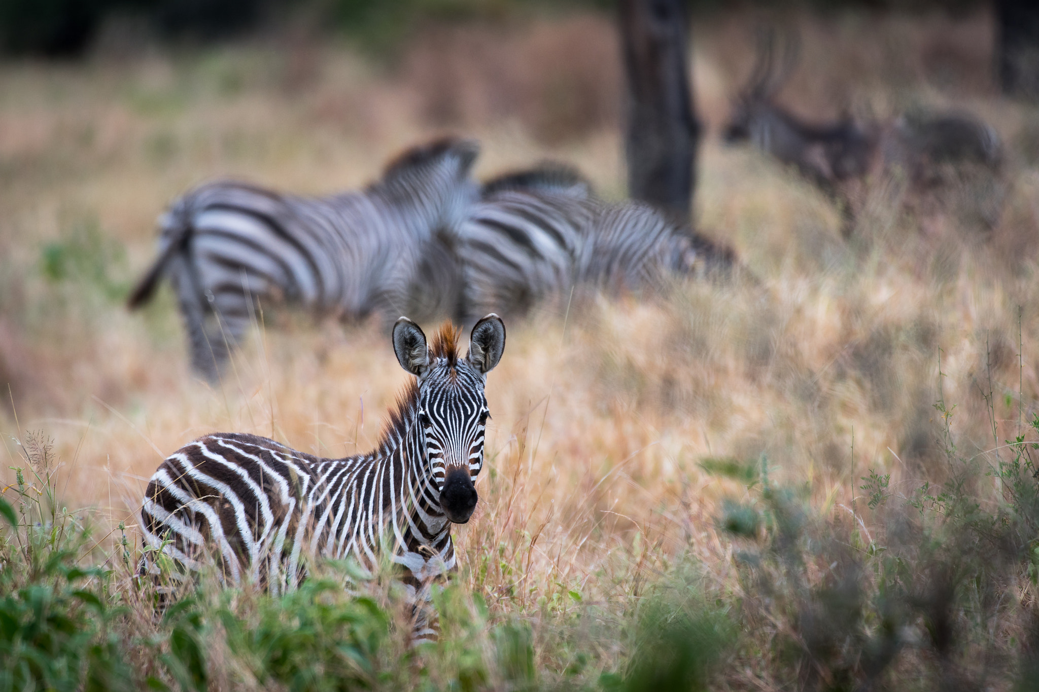 Nikon D500 sample photo. Zebra family photography