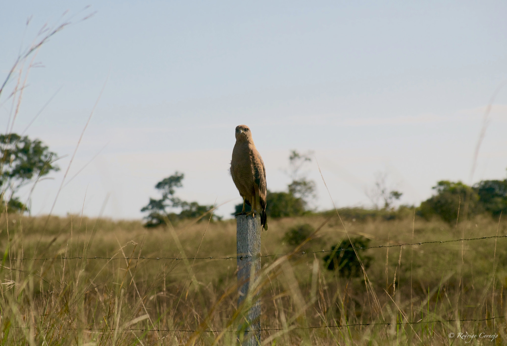 Olympus Zuiko Digital ED 40-150mm F4.0-5.6 sample photo. Falcon... photography