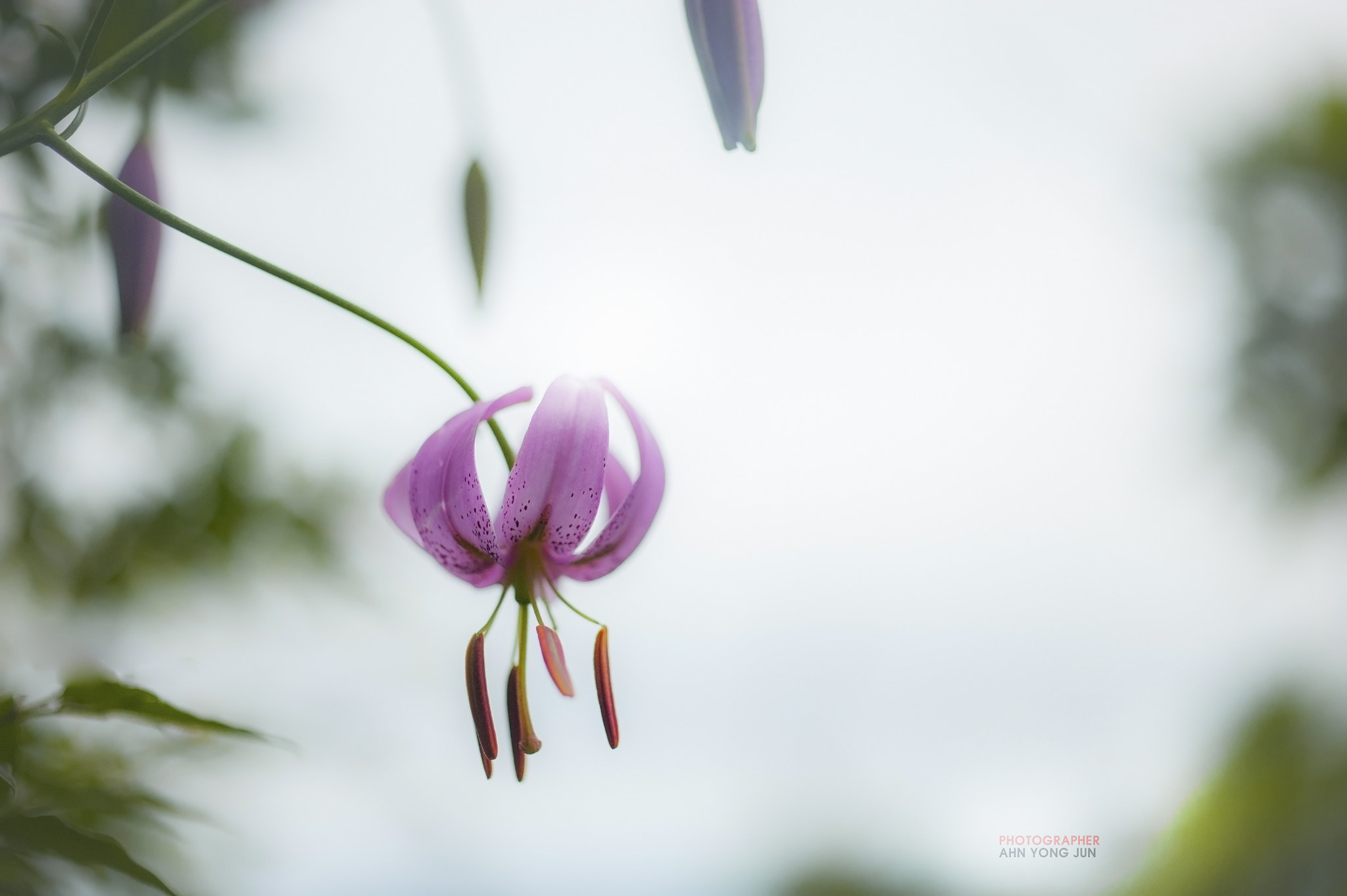 ZEISS Makro-Planar T* 50mm F2 sample photo. Good morning? photography