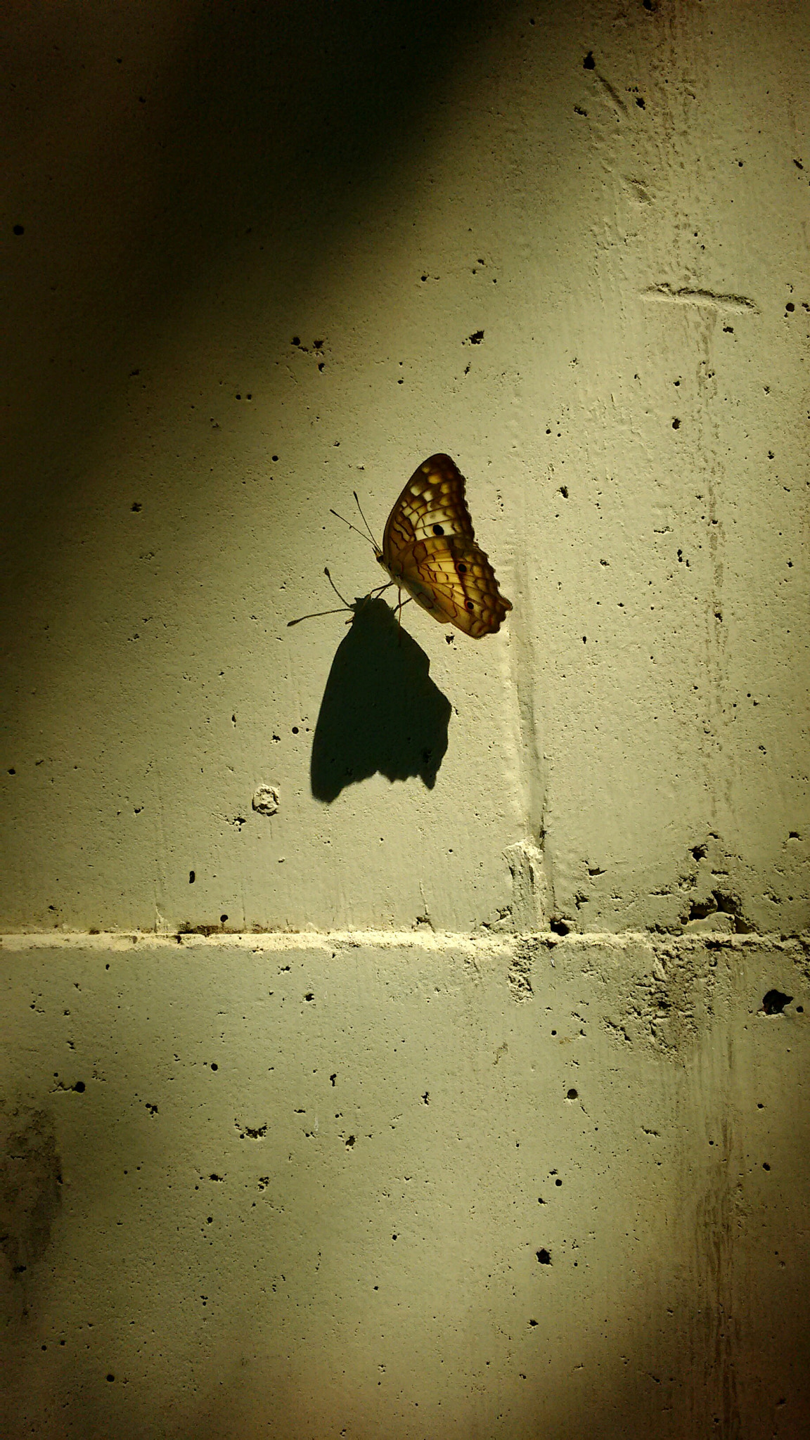 Motorola Moto G with 4G LTE (2nd Gen) sample photo. Fly photography