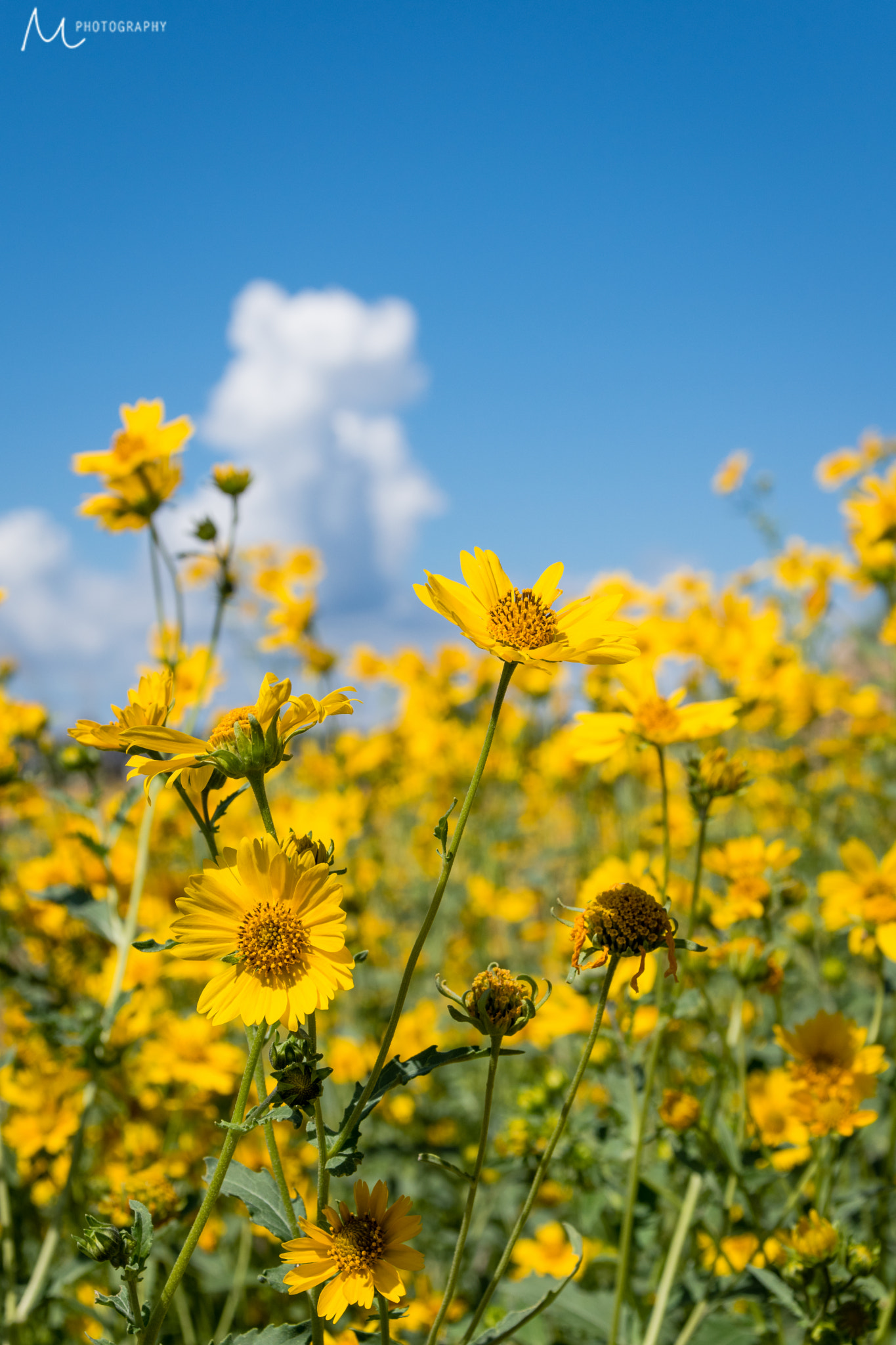 Sigma 28-300mm F3.5-6.3 DG Macro sample photo. Wildflowers photography