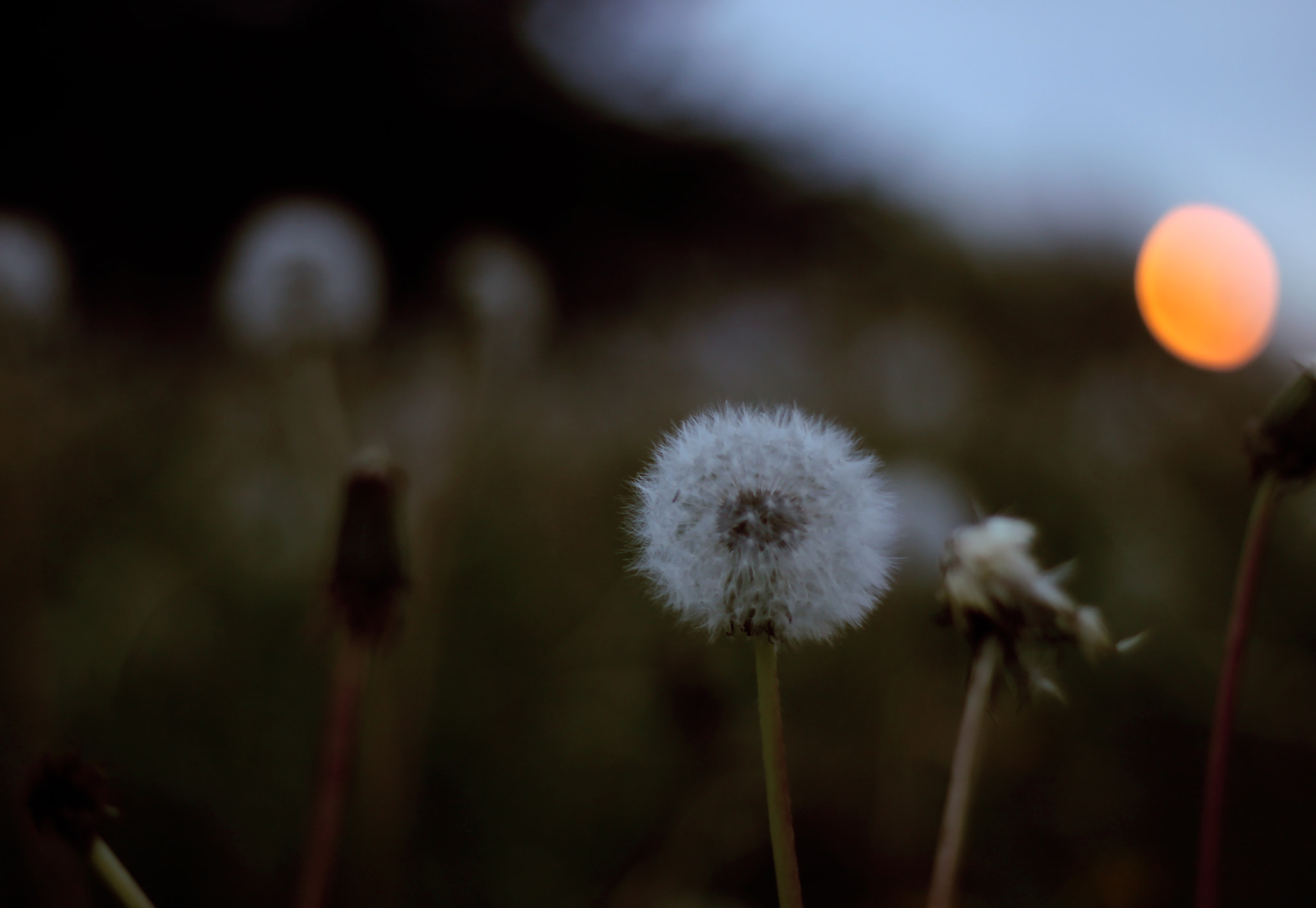 Canon EOS 500D (EOS Rebel T1i / EOS Kiss X3) sample photo. Dawn photography