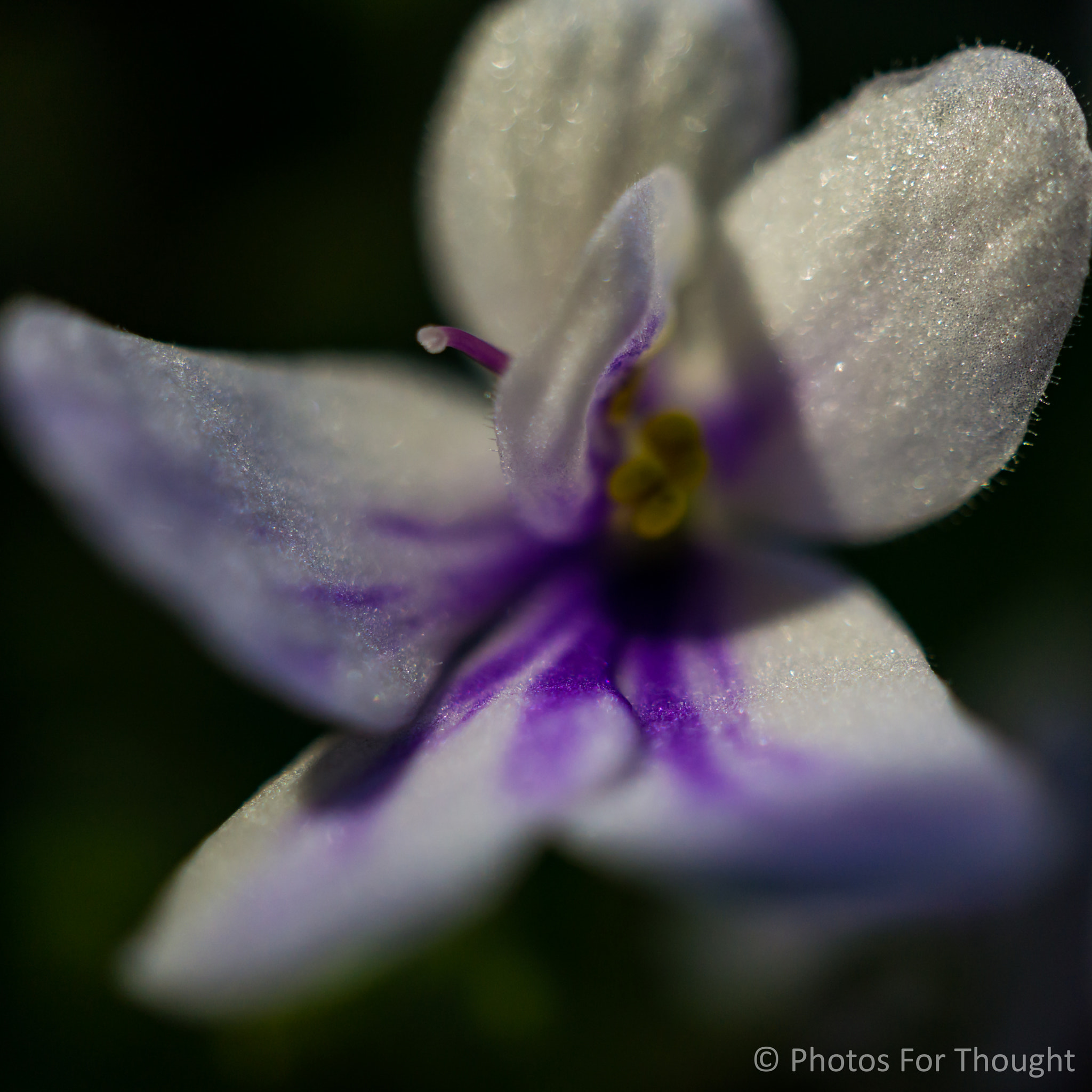 Sony Alpha NEX-5R + Sony E 30mm F3.5 Macro sample photo. Av photography