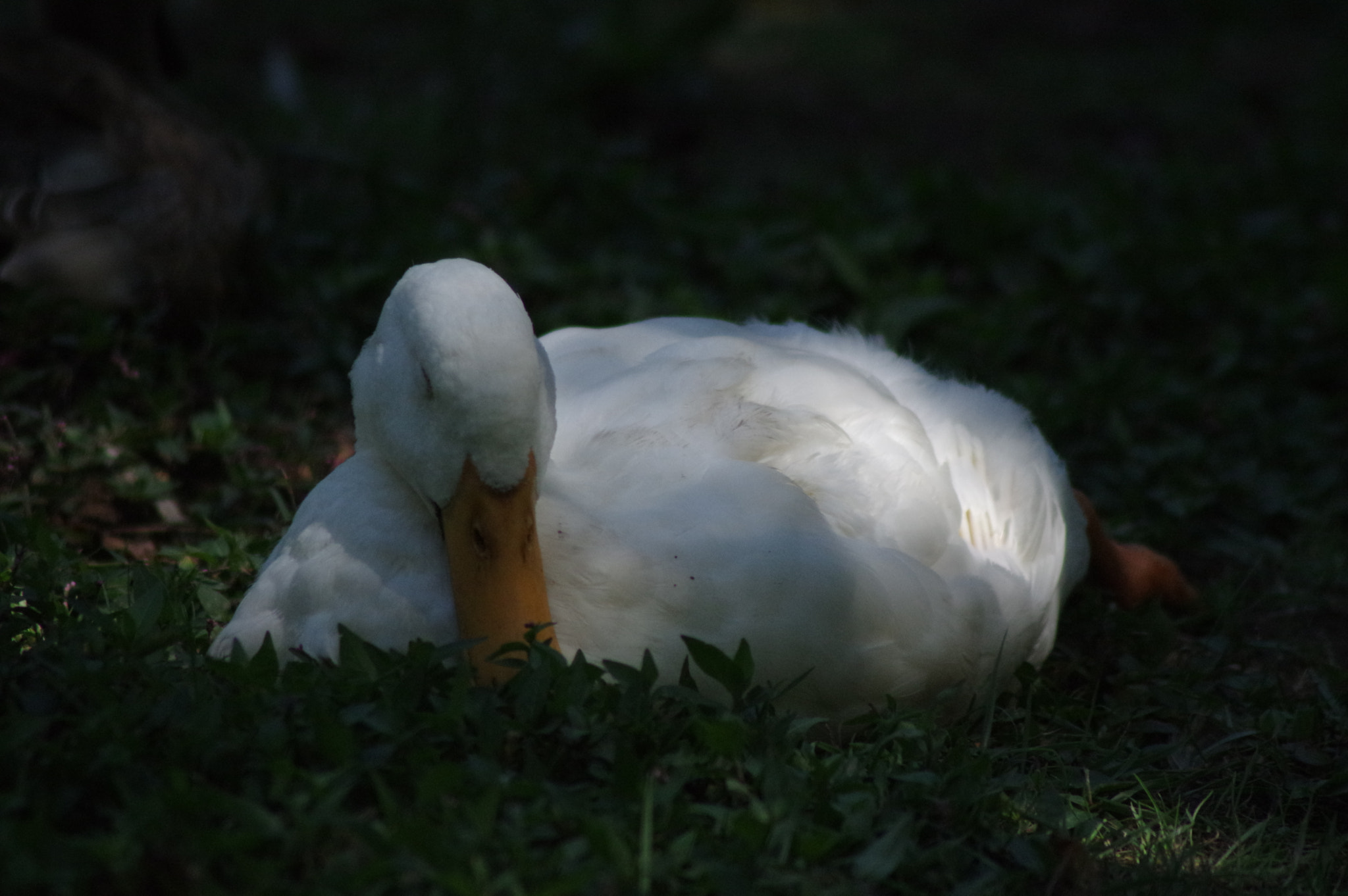 Pentax K-3 sample photo. Shaded resting place from the heat. photography