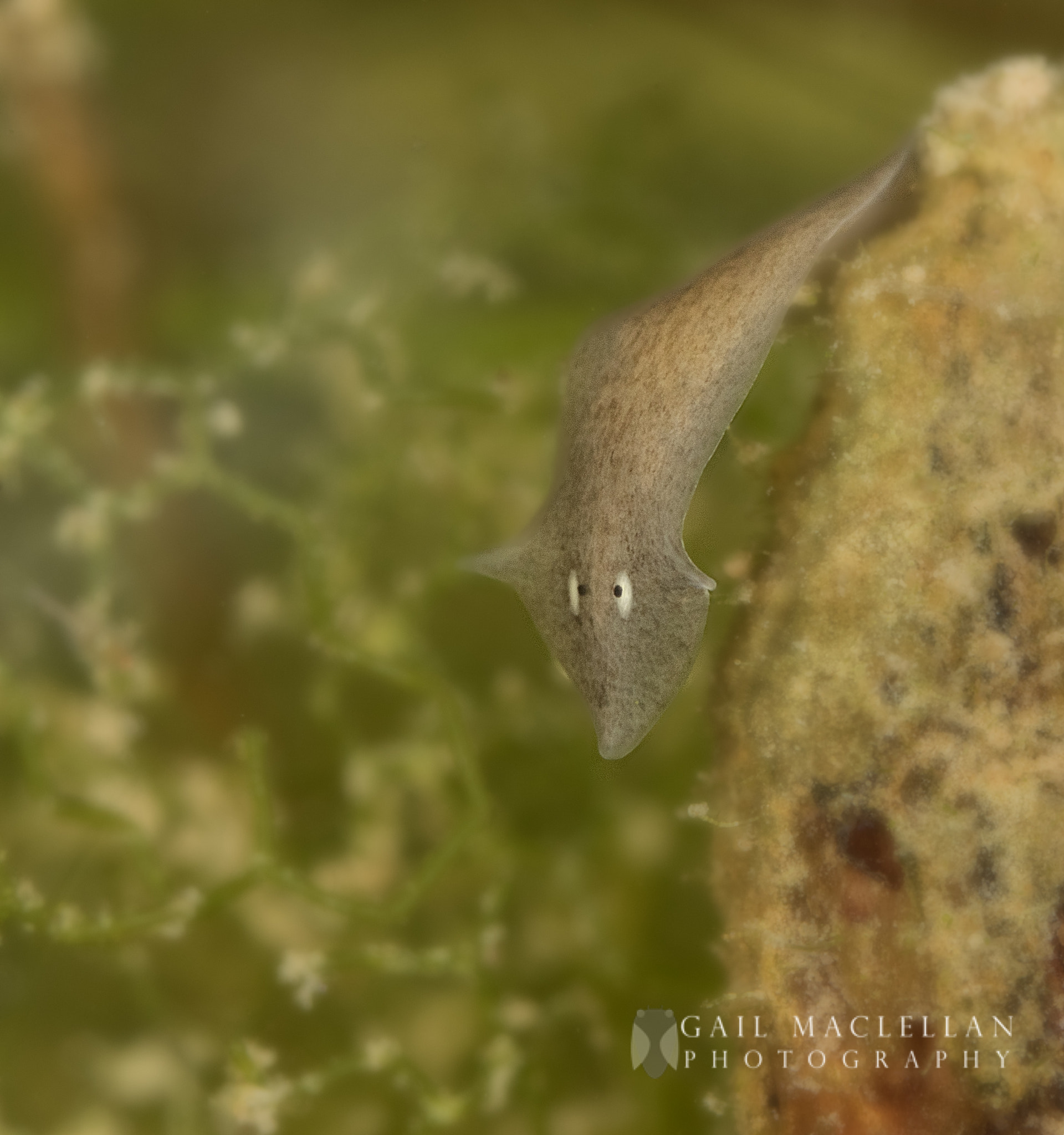 Canon MP-E 65mm F2.5 1-5x Macro Photo sample photo. Flat worm photography