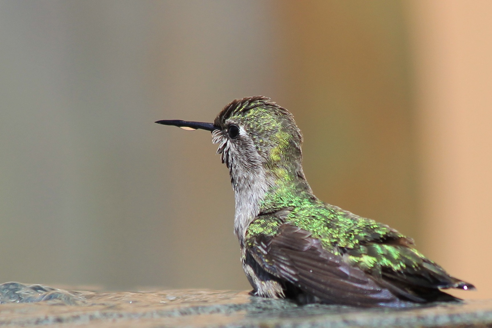 Canon EF 70-300mm F4-5.6 IS USM sample photo. Hummingbird bath photography