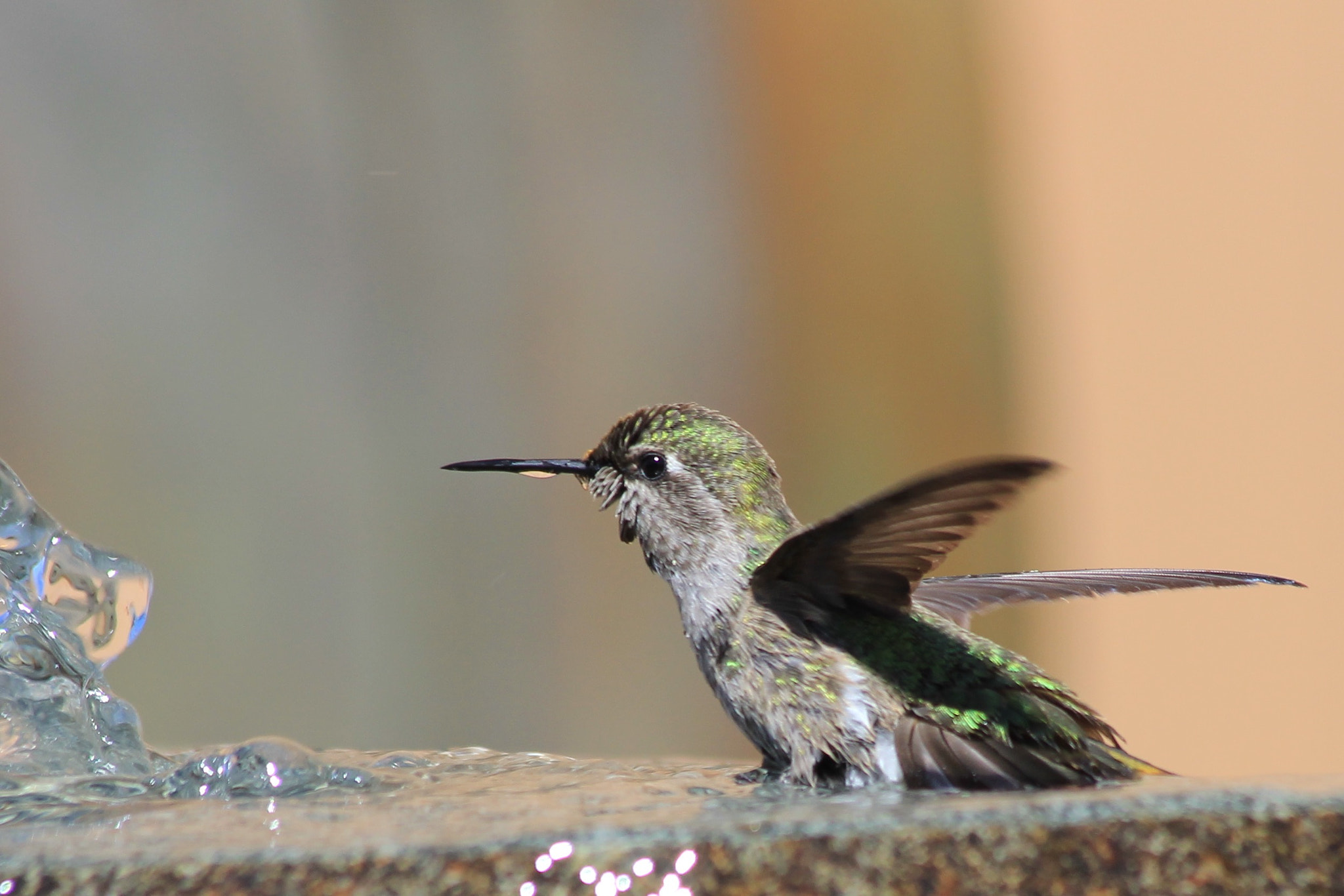 Canon EF 70-300mm F4-5.6 IS USM sample photo. Hummingbird bath 2 photography