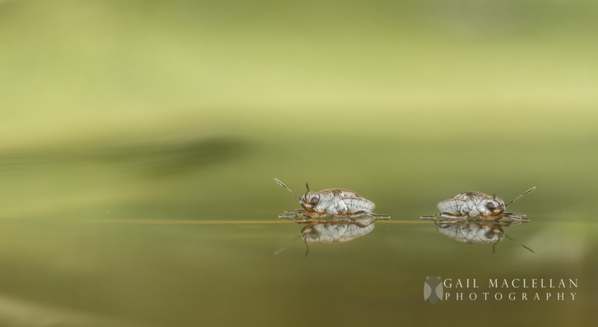 Canon MP-E 65mm F2.5 1-5x Macro Photo sample photo. Aphids photography