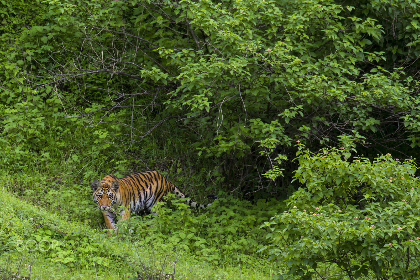 Canon EOS 60D + Canon EF 100-400mm F4.5-5.6L IS II USM sample photo. Monsoon tiger photography