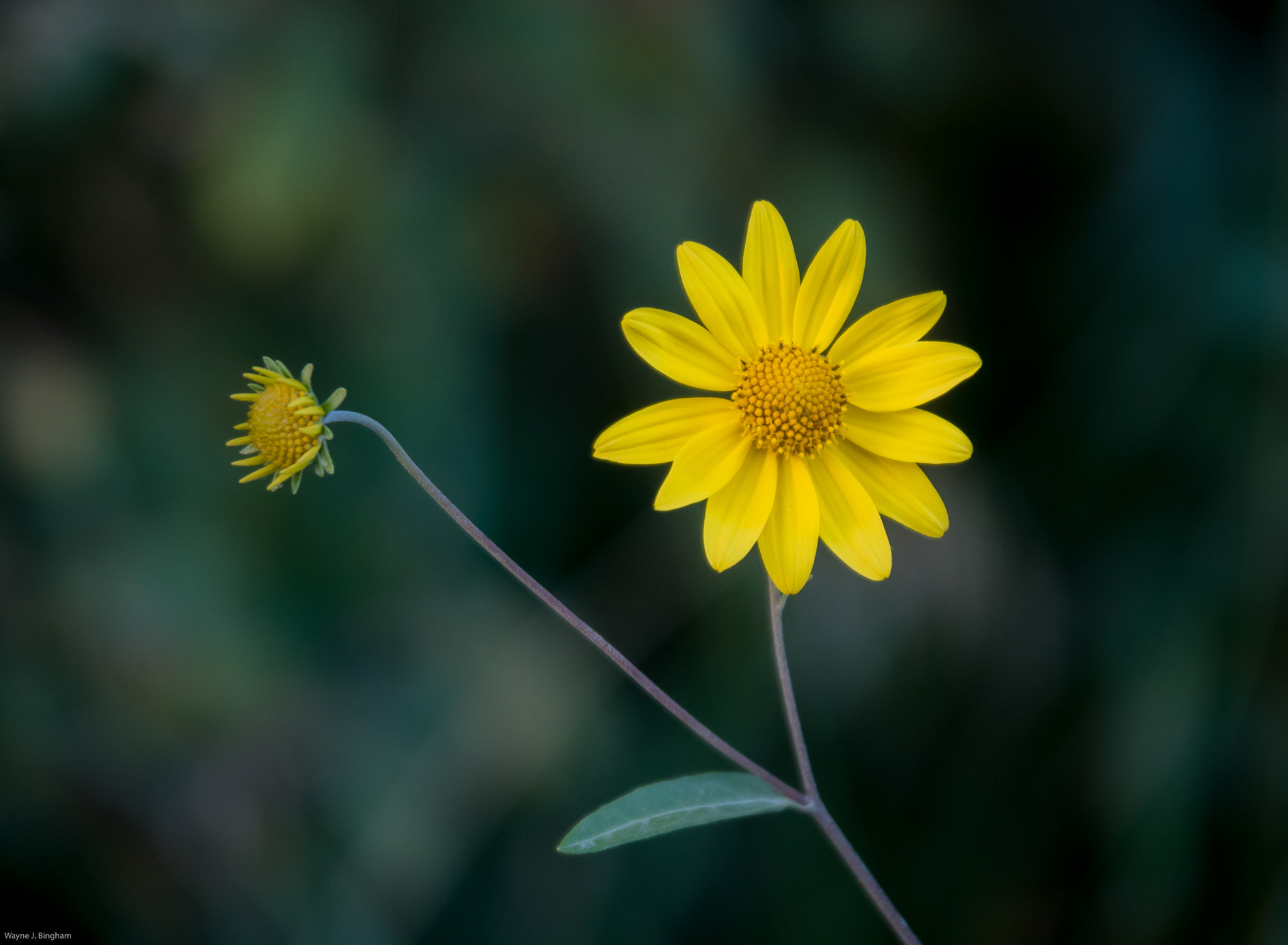 Olympus OM-D E-M5 II sample photo. Yellow photography