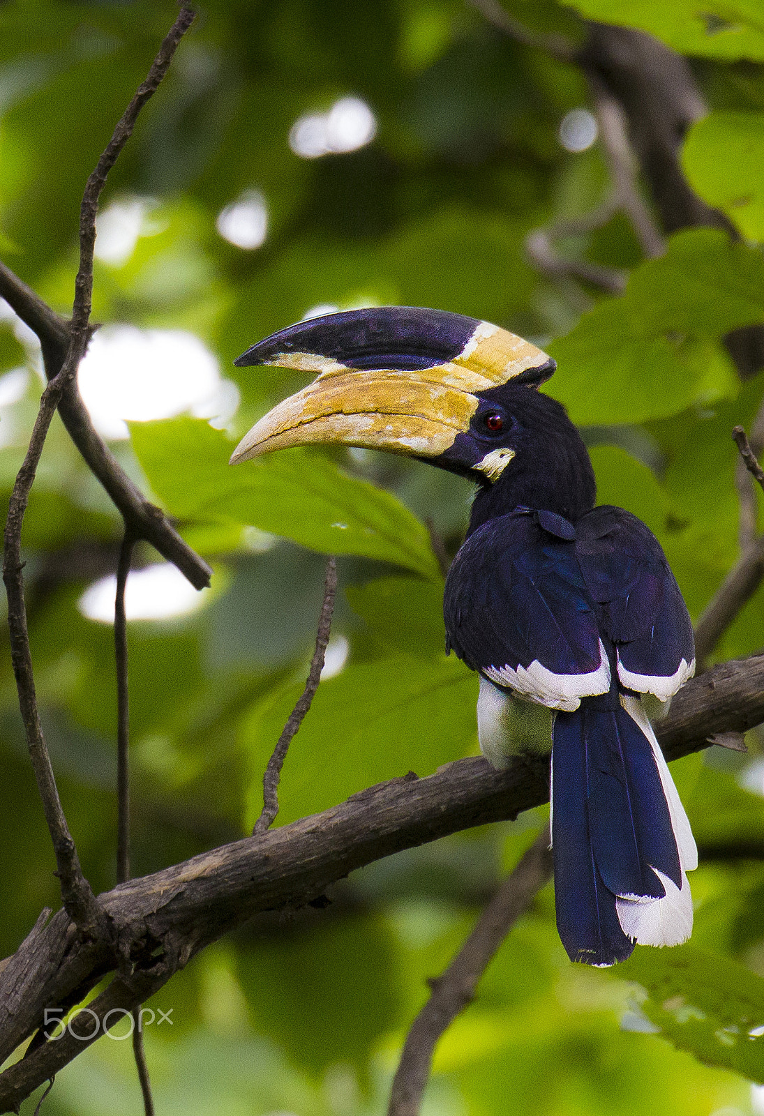 Canon EOS 60D + Canon EF 100-400mm F4.5-5.6L IS II USM sample photo. Malabar pied hornbil photography