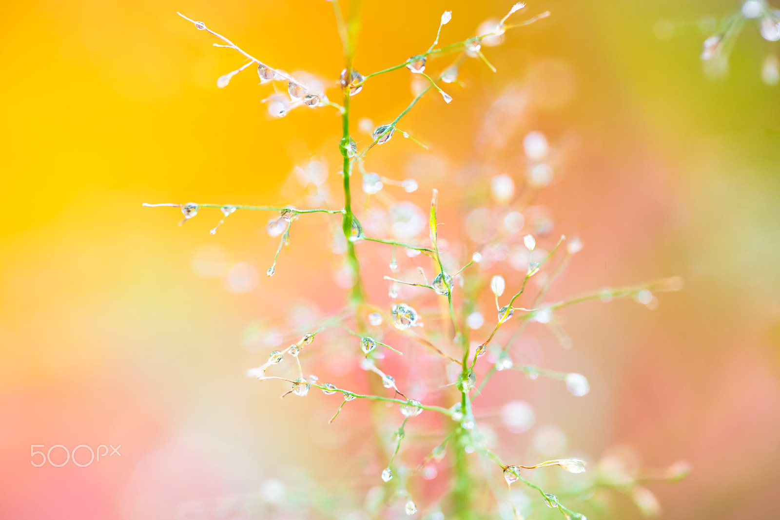 Canon EF 100mm F2.8L Macro IS USM sample photo. Water drops photography