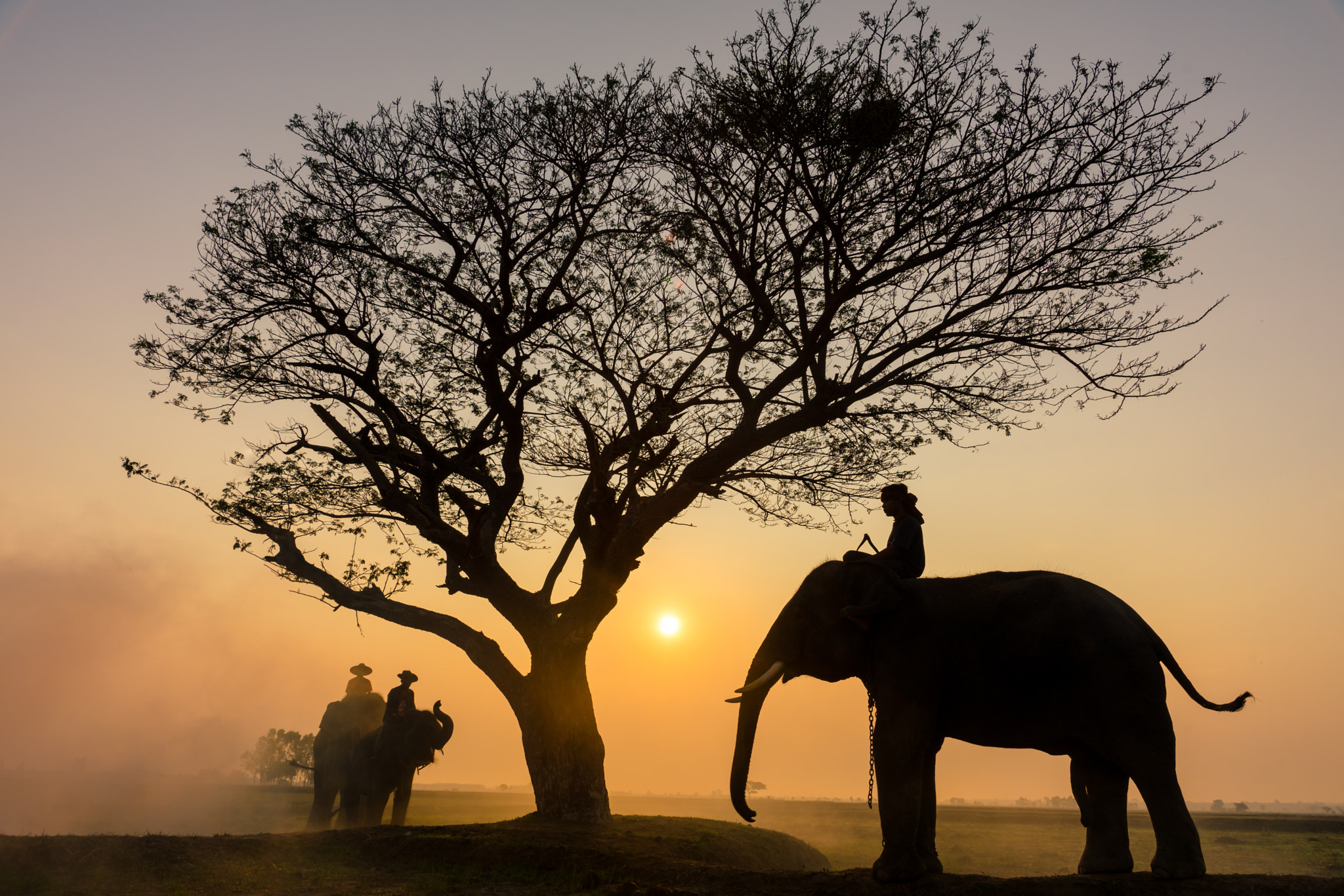 Sony a7 II + Sony Vario-Sonnar T* 24-70mm F2.8 ZA SSM sample photo. Silhouette elephant and mahout at sunrise photography