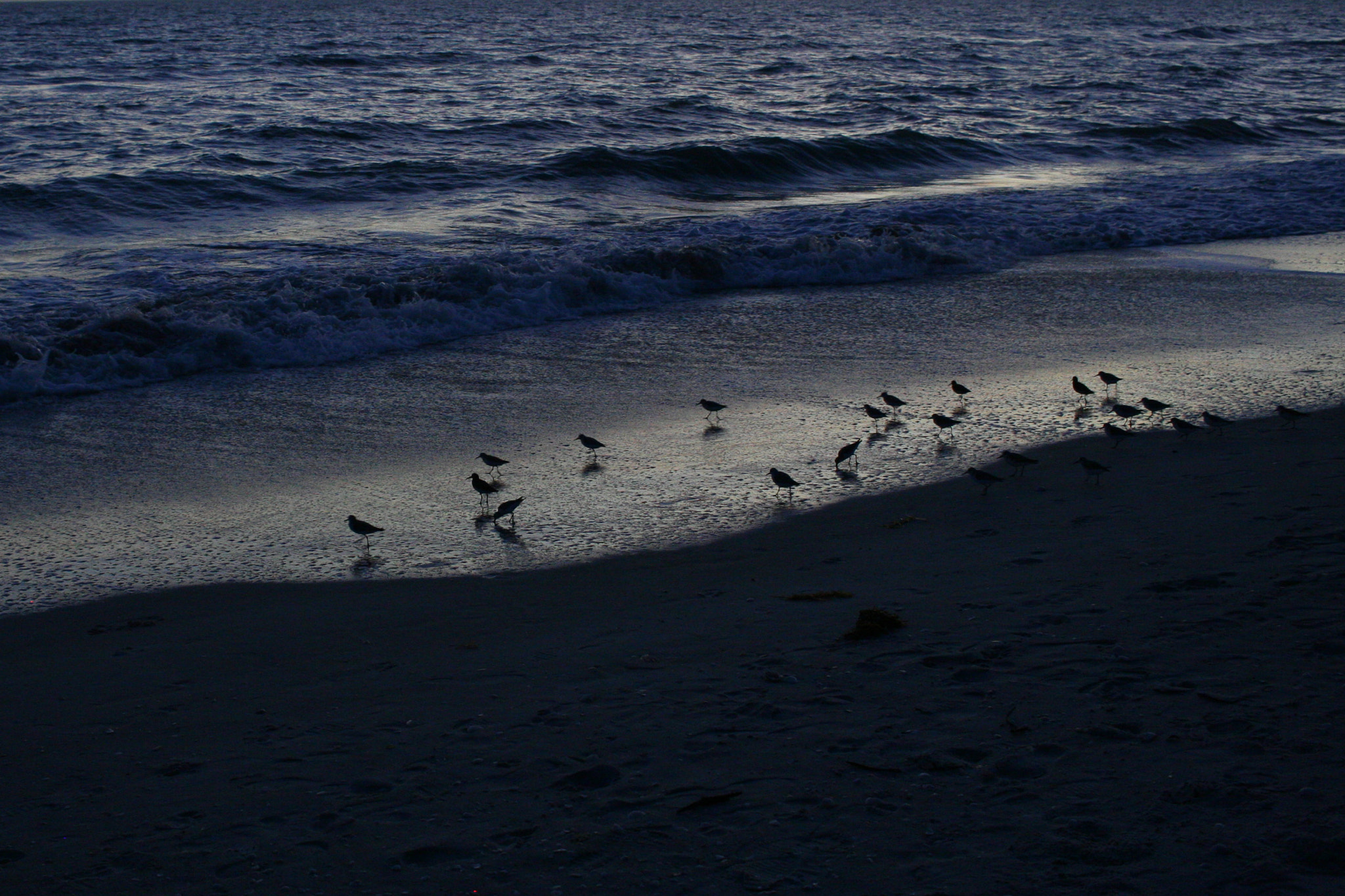 Canon EOS 30D sample photo. Sanderlings photography
