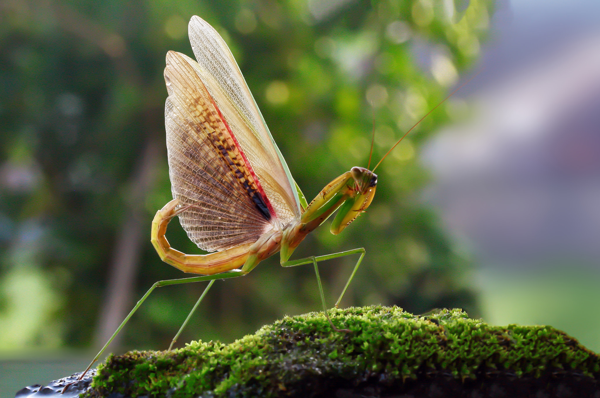 Canon EF-S 60mm F2.8 Macro USM sample photo. The act of mantis photography