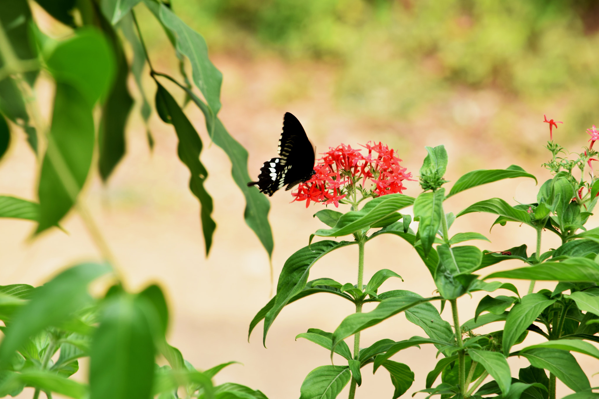 Nikon AF-S Nikkor 17-35mm F2.8D ED-IF sample photo. Honey butterly- common mormon photography